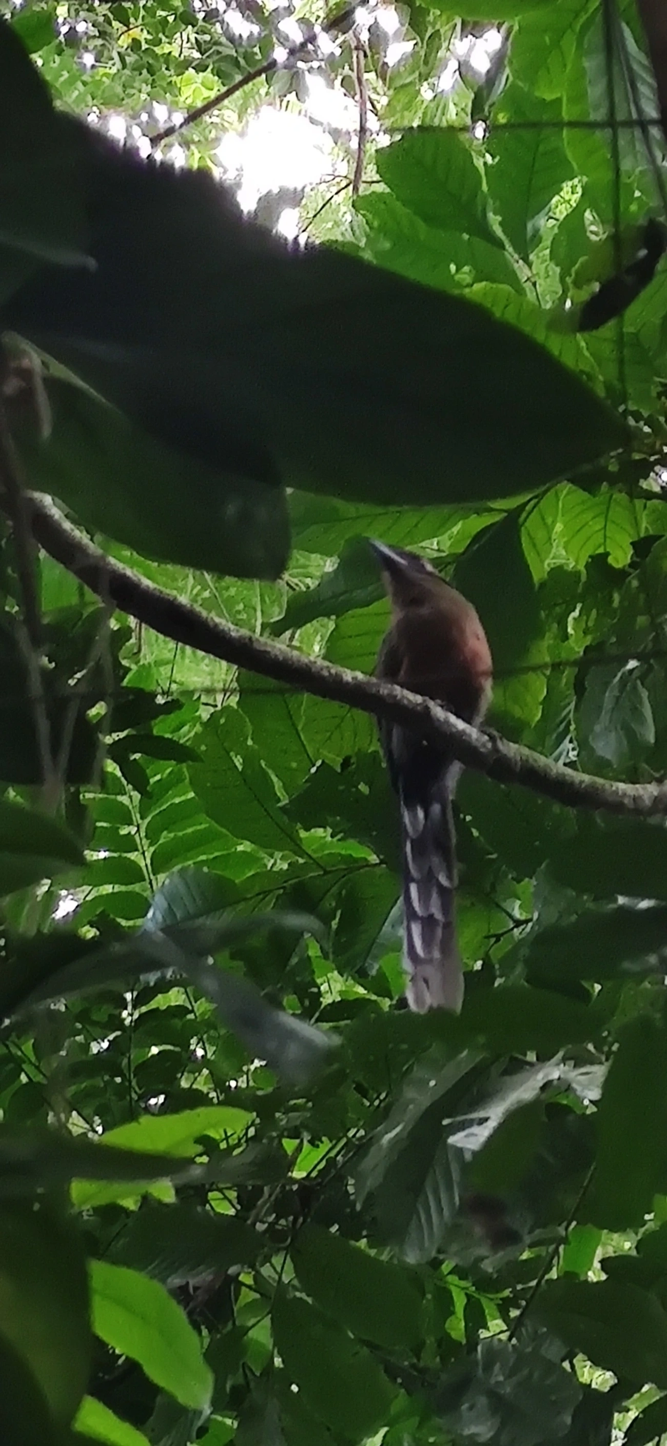 Juruva (Baryphthengus ruficapillus), aves, fotografado em Maresias, São Sebastião