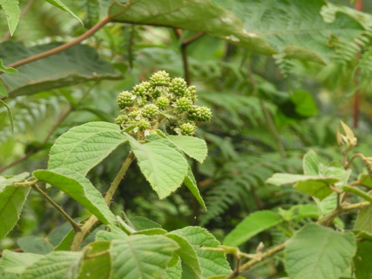 Silvas (Rubus), plantas, fotografado em Cabreúva