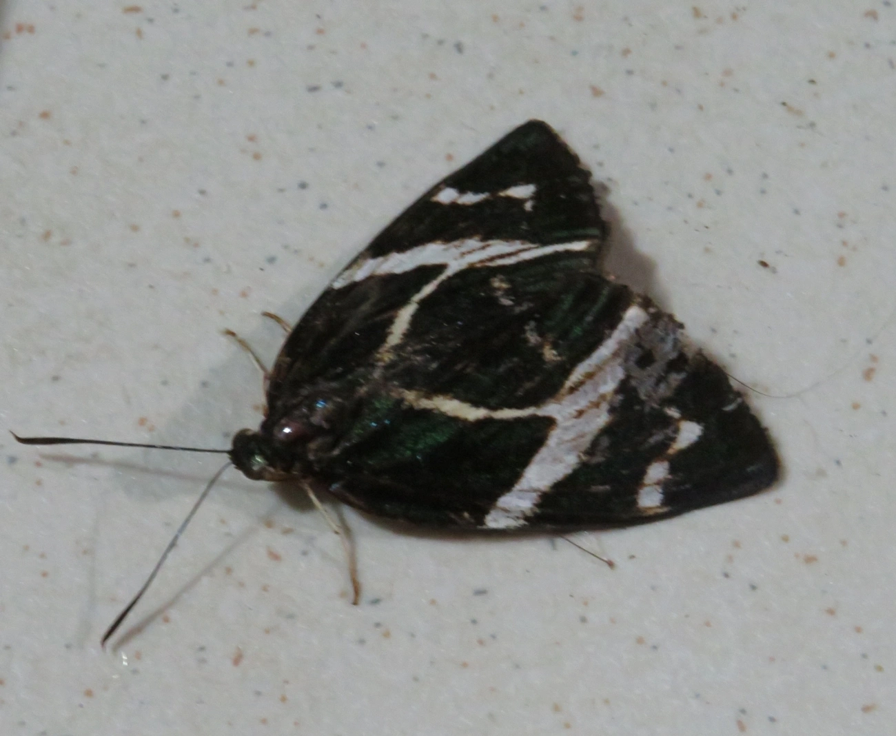 Mariposa-castnídea (Geyeria decussata), insetos, fotografado em Maresias, São Sebastião