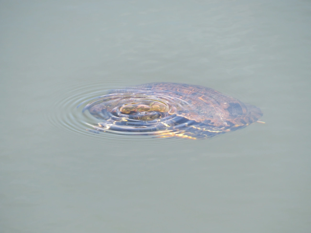 Tartaruga-da-Flórida (Trachemys scripta), répteis, fotografado em Juqueí, São Sebastião