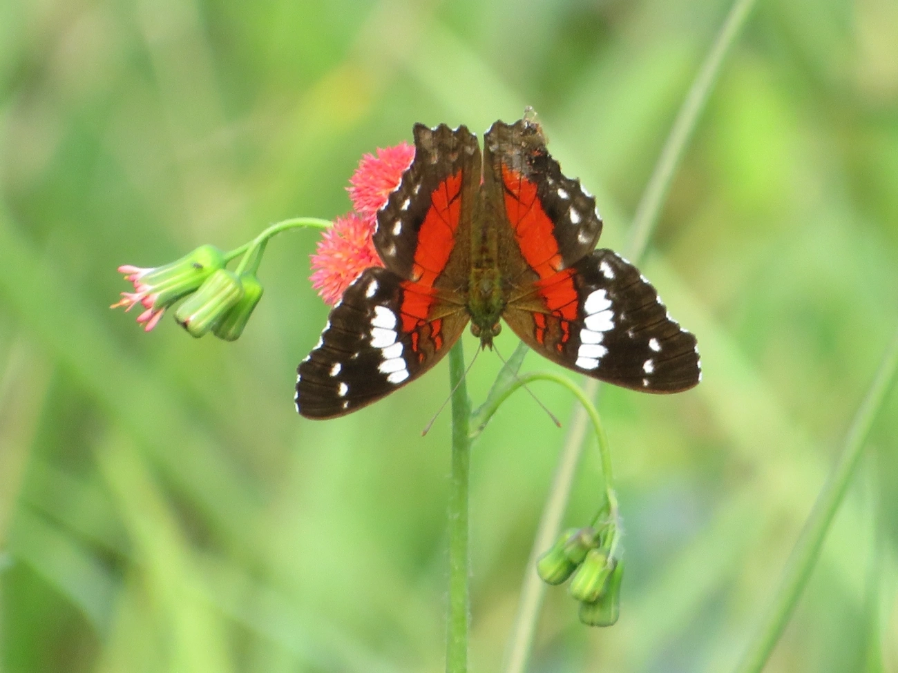 Borboleta-pavão-escarlate (Anartia amathea), insetos, fotografado em Maresias, São Sebastião
