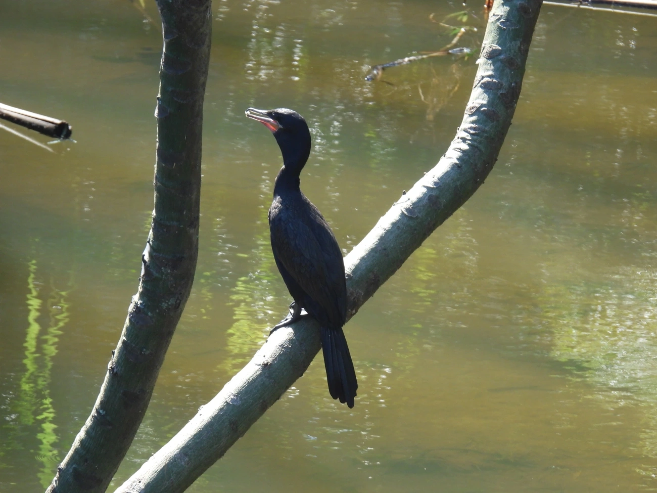 Biguá (Nannopterum brasilianum), aves, fotografado em Maresias, São Sebastião