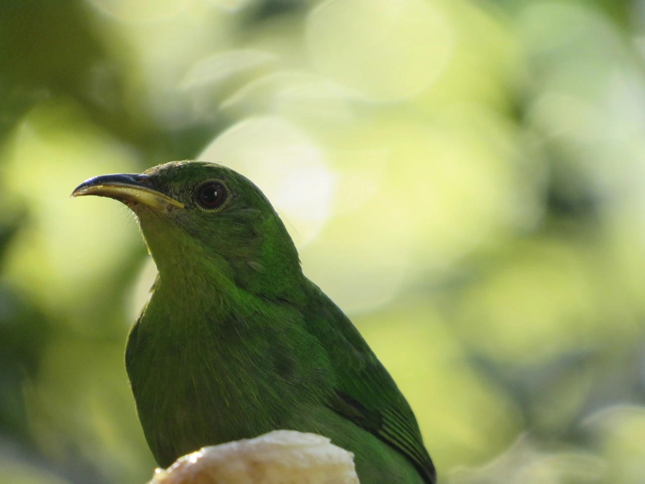 Saí-verde (Chlorophanes spiza), aves, fotografado em Maresias, São Sebastião