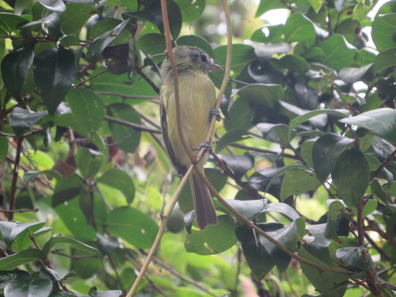 Bico-chato-de-orelha-preta (Tolmomyias sulphurescens), aves, fotografado em Maresias, São Sebastião