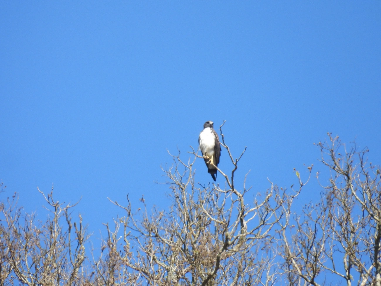 Gavião-de-rabo-branco (Geranoaetus albicaudatus), aves, fotografado em São Luíz do Paraitinga