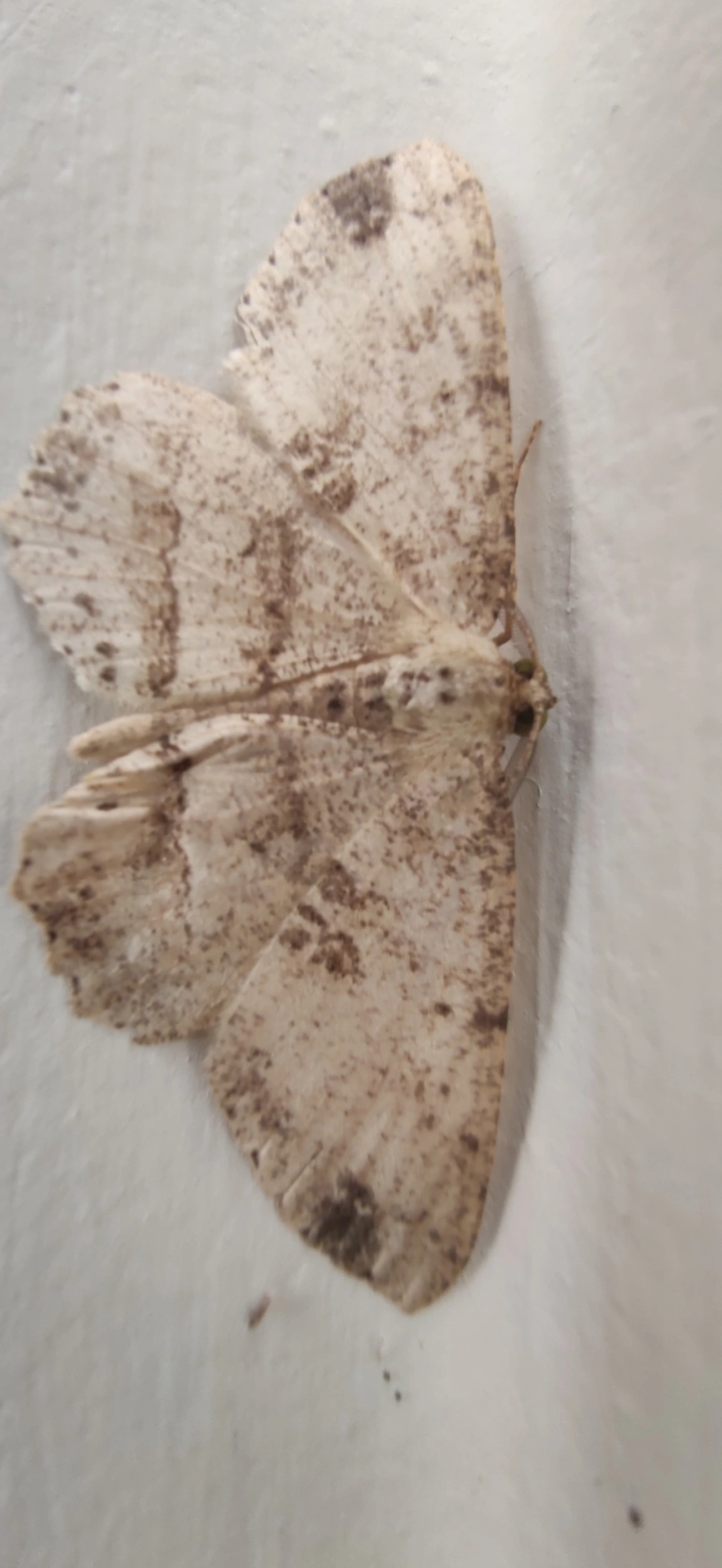 Melanolophia, insetos, fotografado em Maresias, São Sebastião