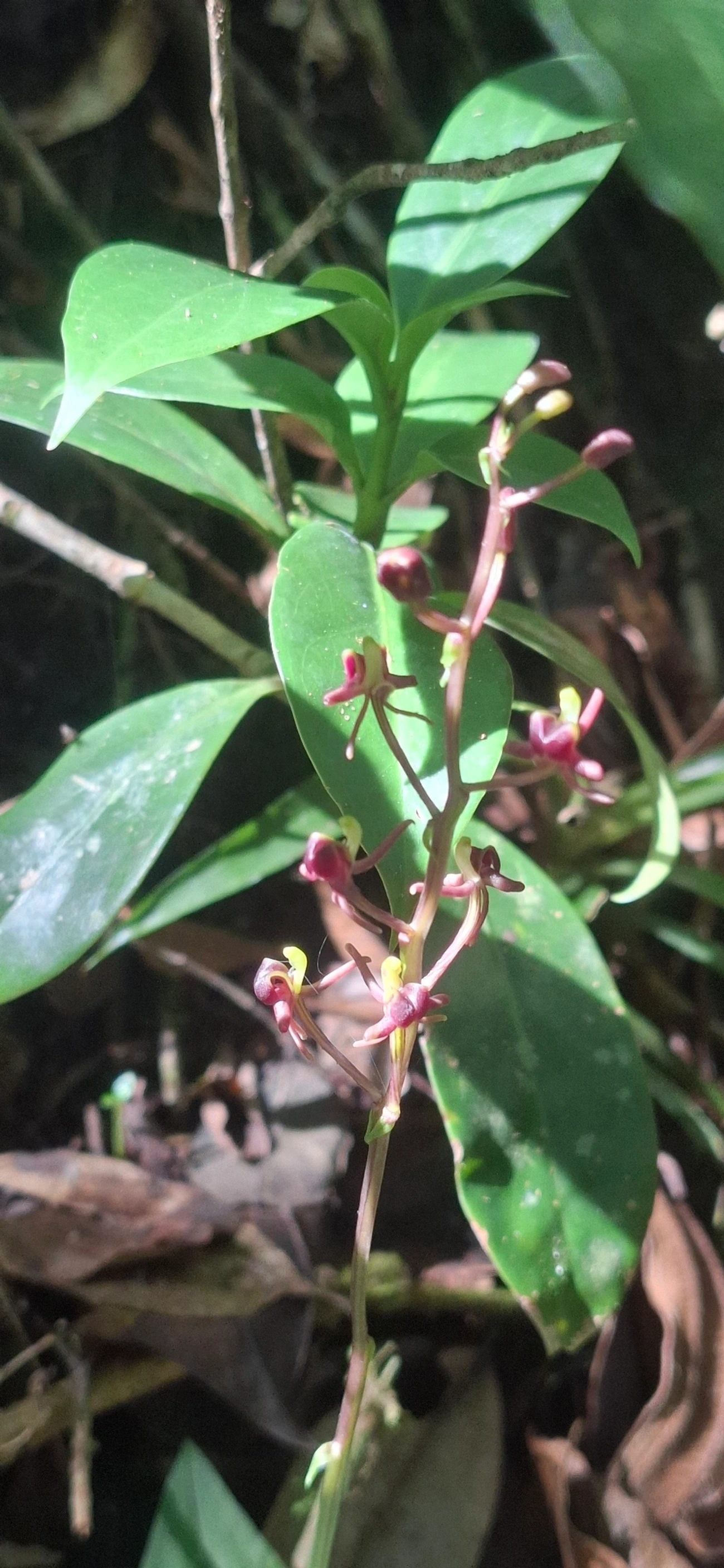 Liparis nervosa, plantas, fotografado em Queluz