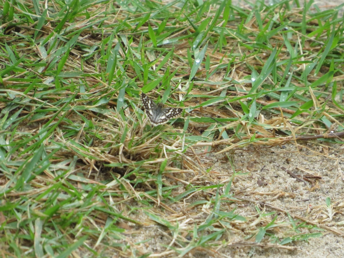 Xadrezinho (Burnsius orcynoides), insetos, fotografado em Maresias, São Sebastião