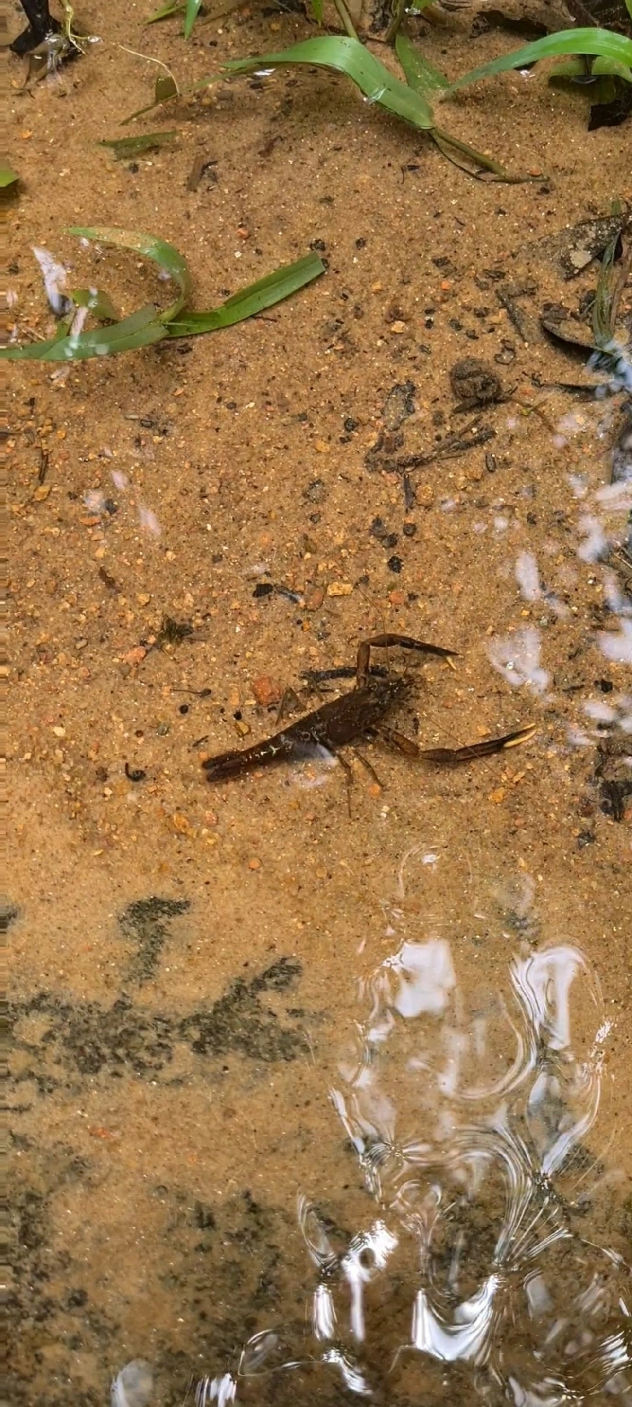 Macrobrachium, crustáceos, fotografado em Maresias, São Sebastião