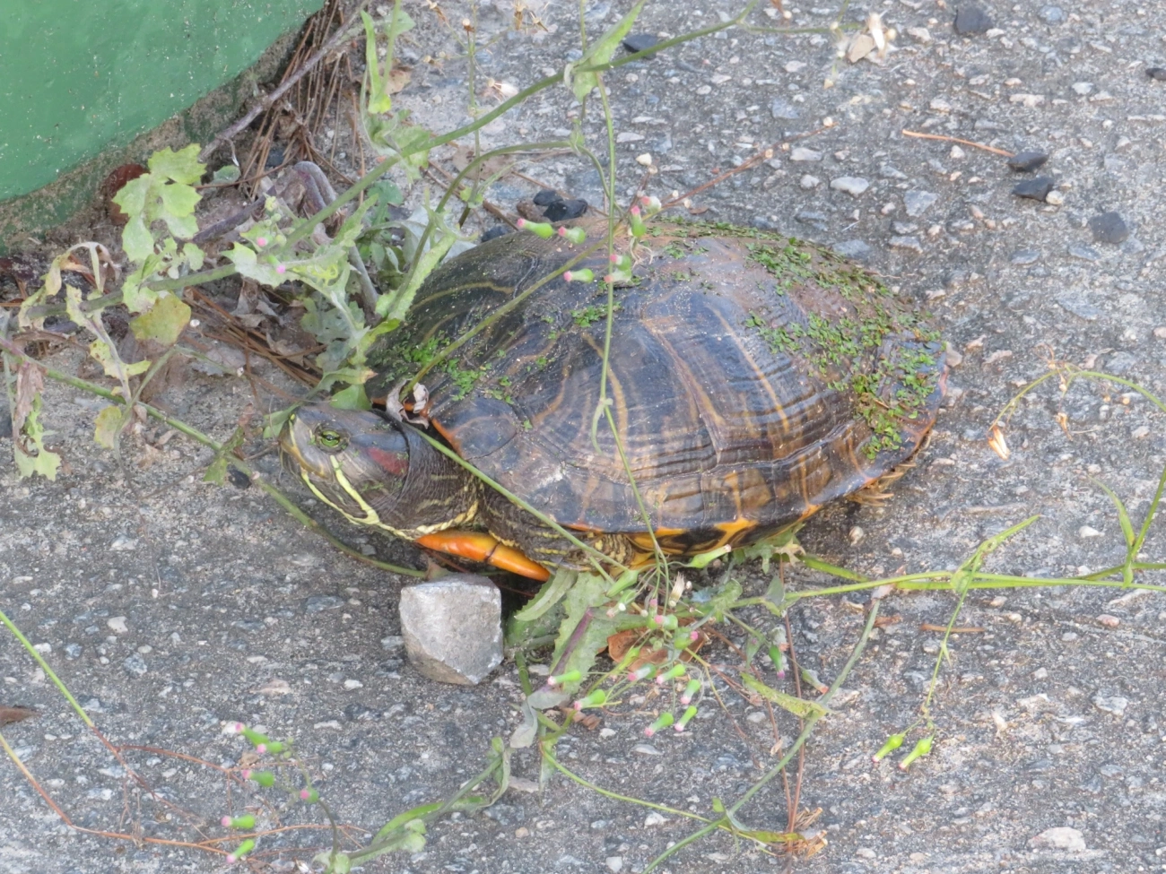 Tartaruga-da-Flórida (Trachemys scripta), répteis, fotografado em Maresias, São Sebastião