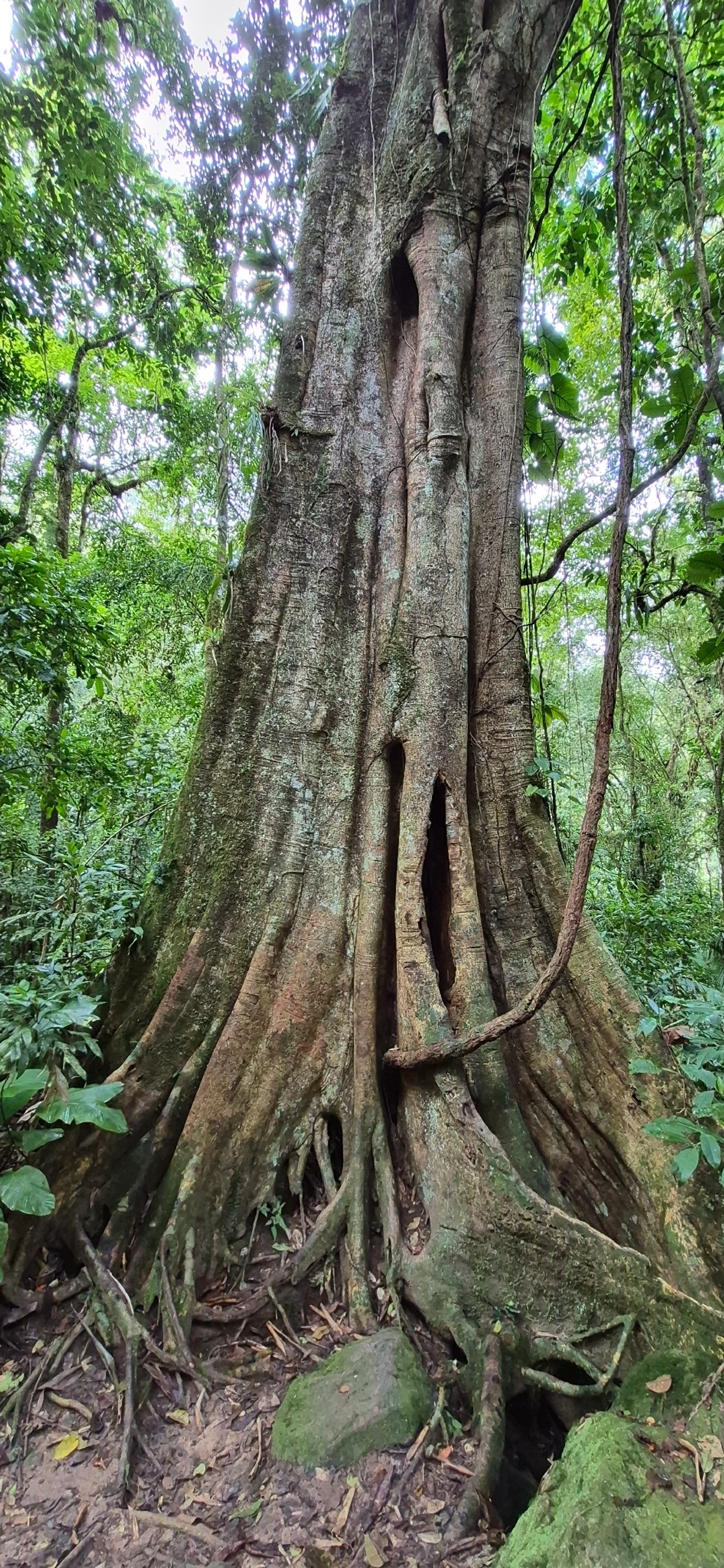 Figueira-do-mato (Ficus enormis), plantas, fotografado em Camburí, São Sebastião