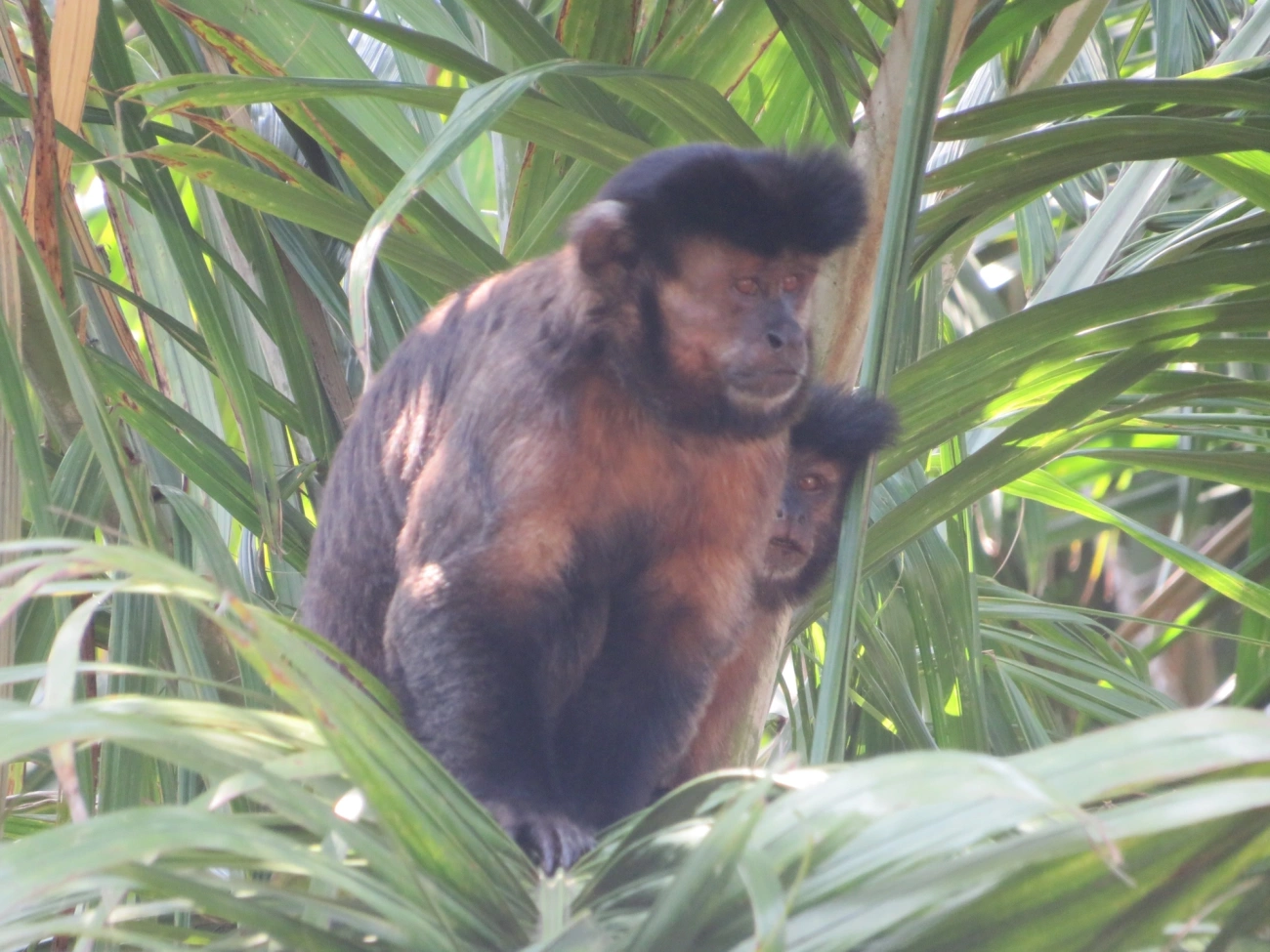 Macaco-prego-preto (Sapajus nigritus), mamíferos, fotografado em São Sebastião