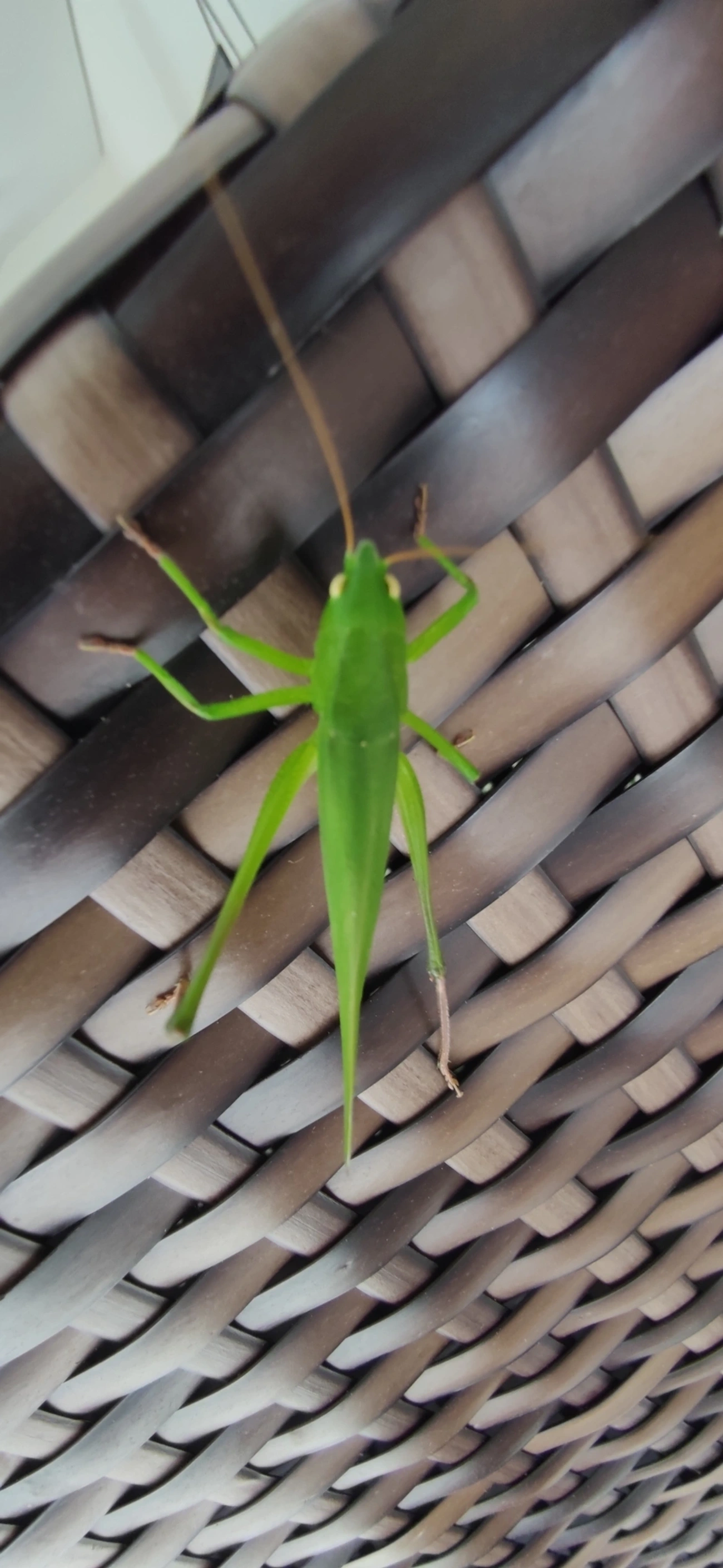 Neoconocephalus, insetos, fotografado em Maresias, São Sebastião