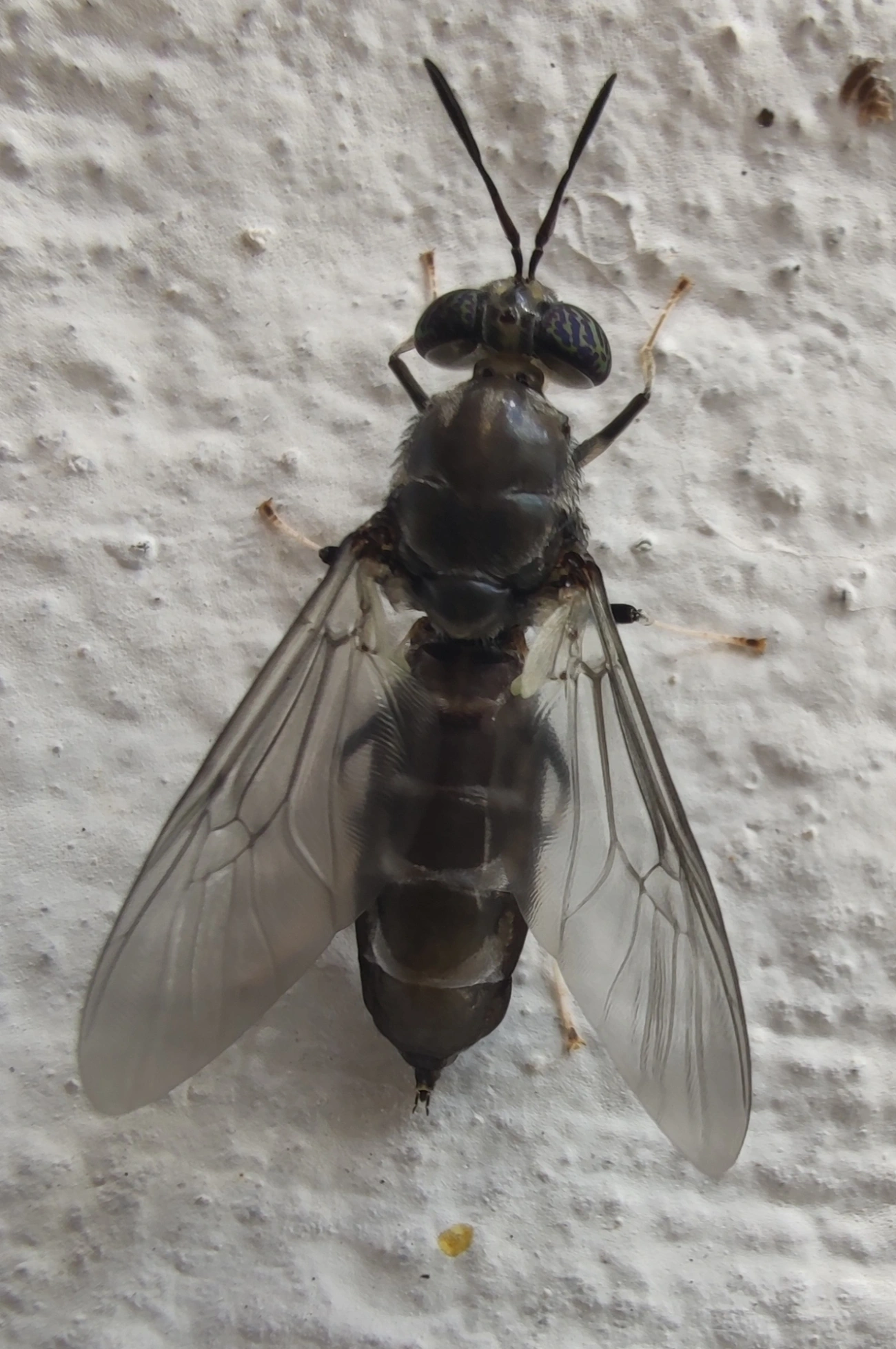 Mosca-soldado-negra (Hermetia illucens), insetos, fotografado em Maresias, São Sebastião
