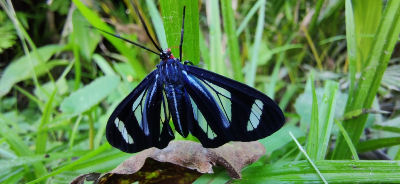 Agyrta dux, insetos, fotografado em Maresias, São Sebastião
