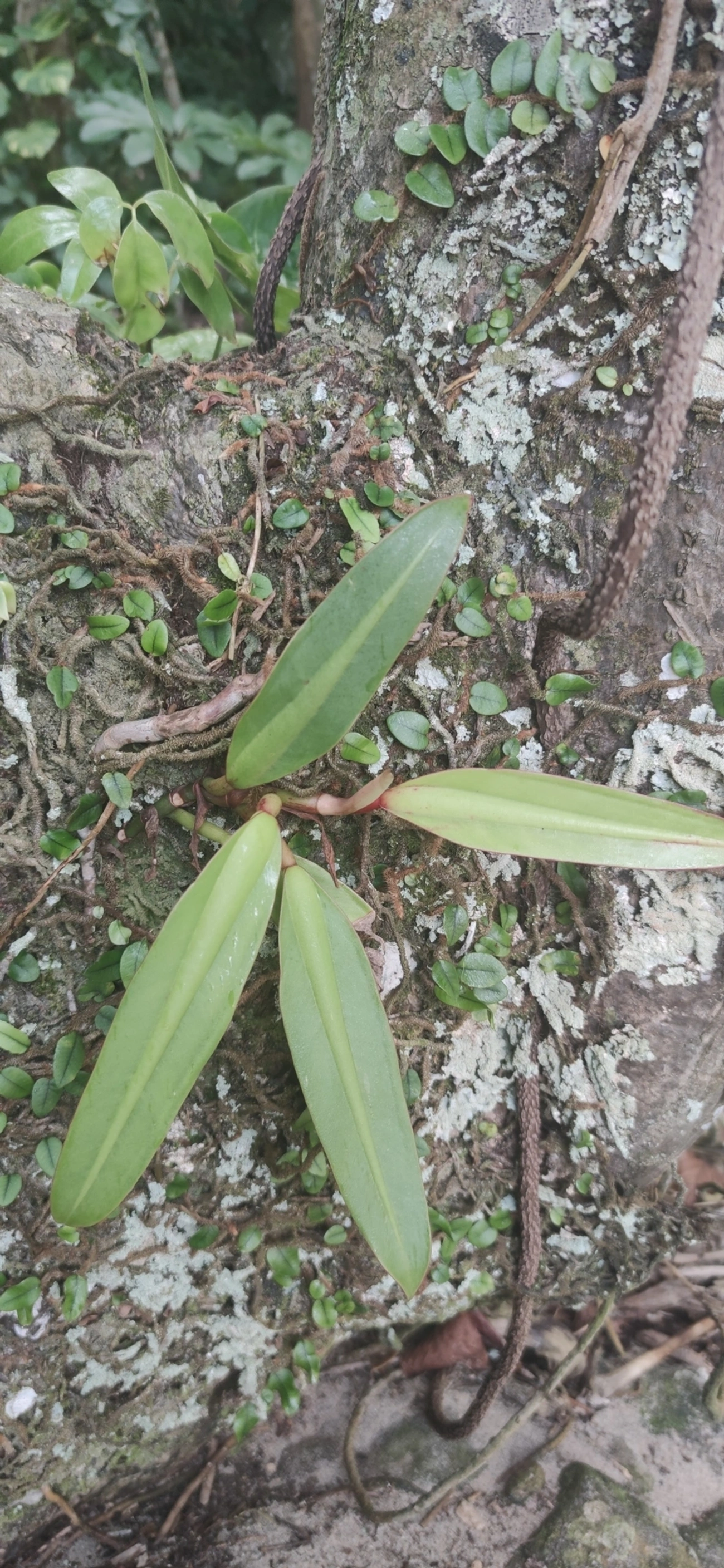 Filodendro (Philodendron crassinervium), plantas, fotografado em Paúba, São Sebastião
