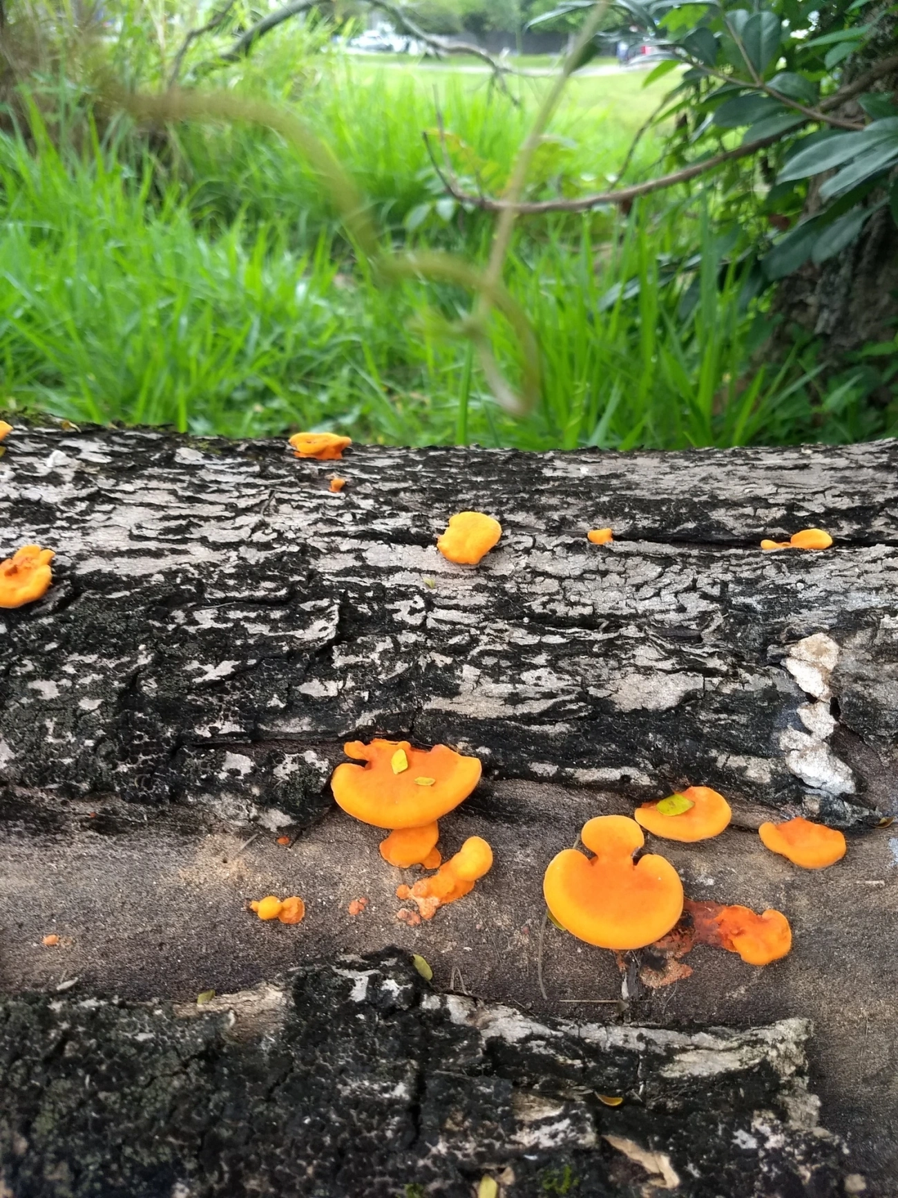 Orelha-de-pau (Trametes sanguinea), fungos, fotografado em Indaiá, Caraguatatuba