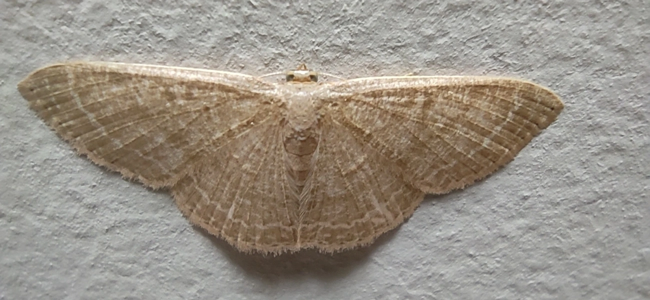 Mariposa-onda-castanha-comum (Pleuroprucha insulsaria), insetos, fotografado em Maresias, São Sebastião