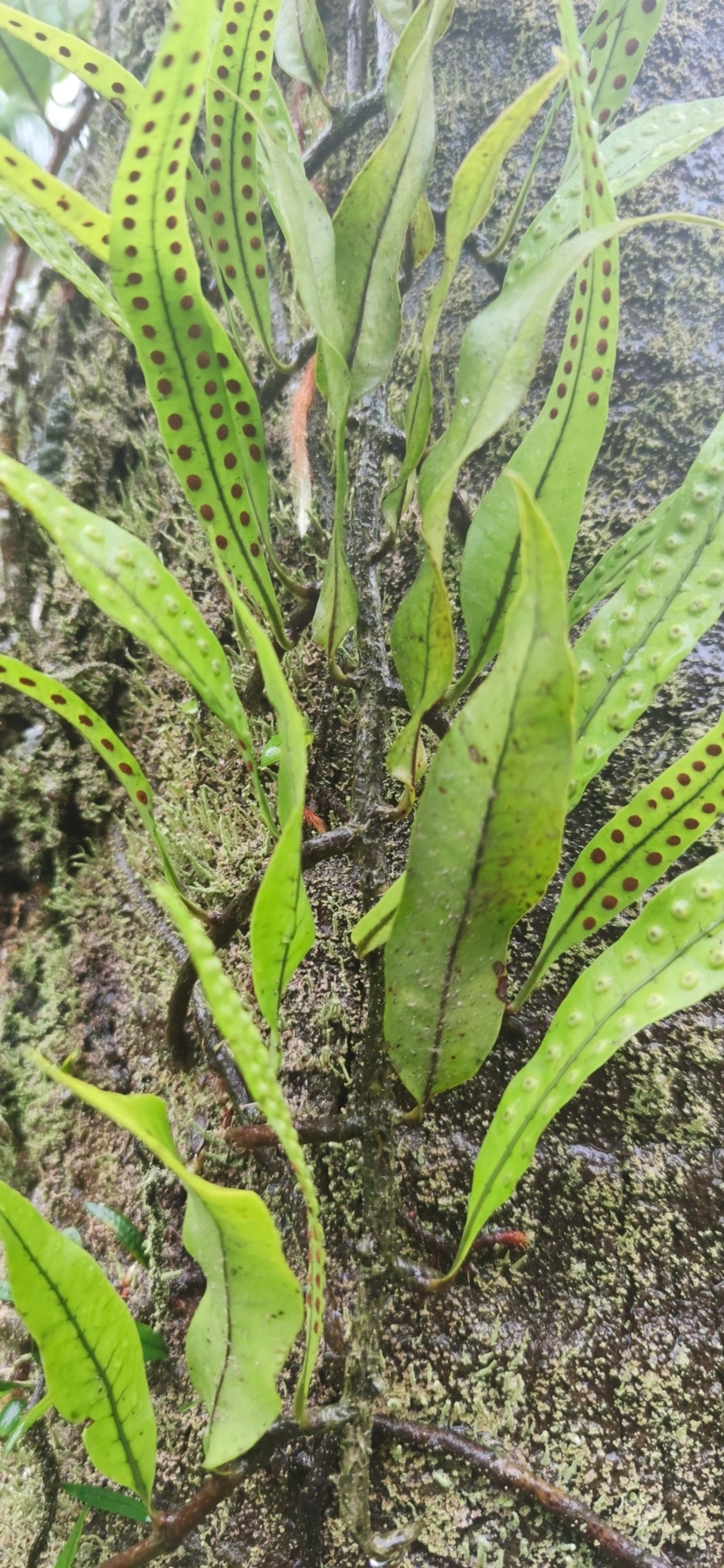 Pleopeltis macrocarpa, plantas, fotografado em Maresias, São Sebastião