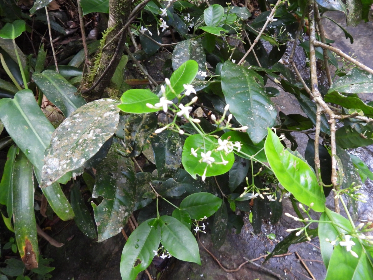 Cafeeiro-do-mato (Psychotria leiocarpa), plantas, fotografado em Maresias, São Sebastião