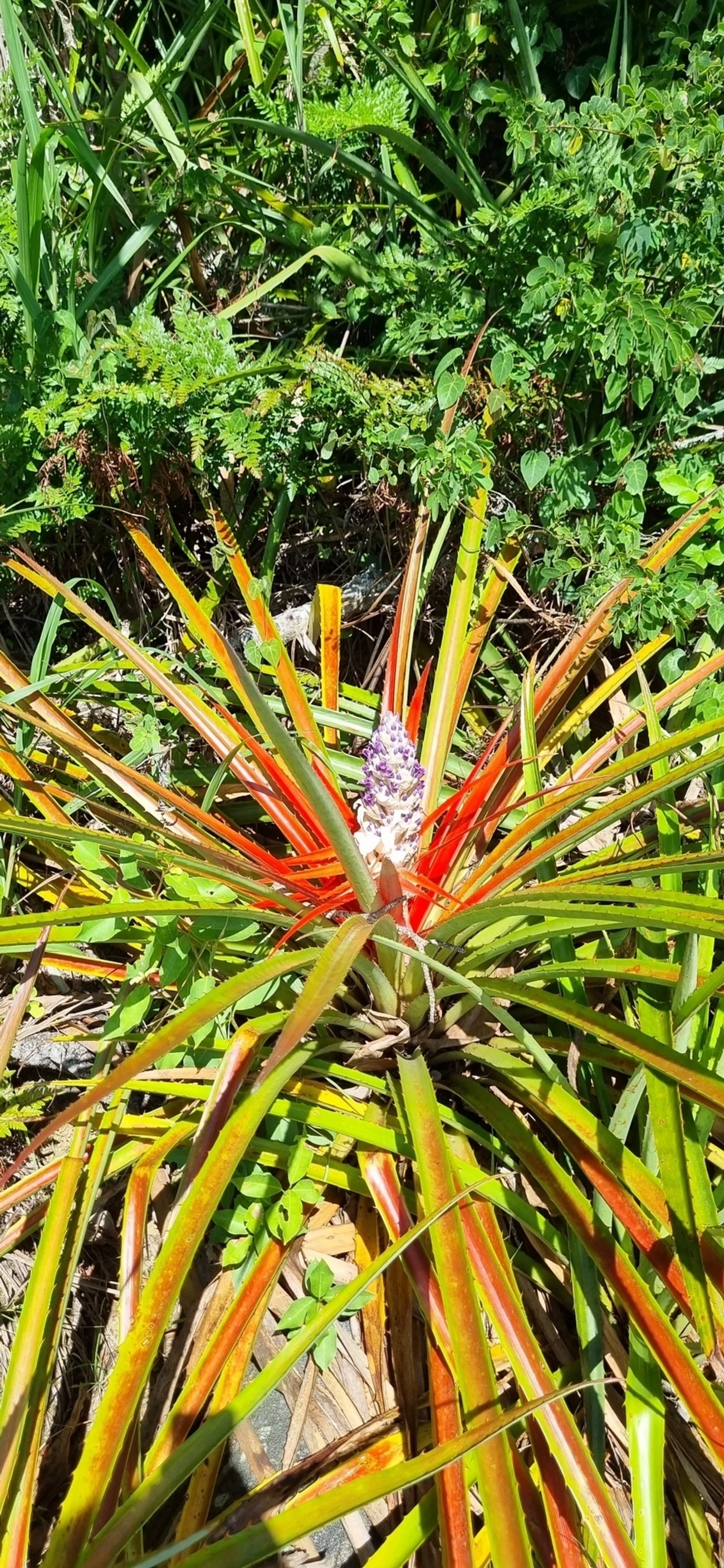 Caraguatá-do-campo (Bromelia antiacantha), plantas, fotografado em Maresias, São Sebastião