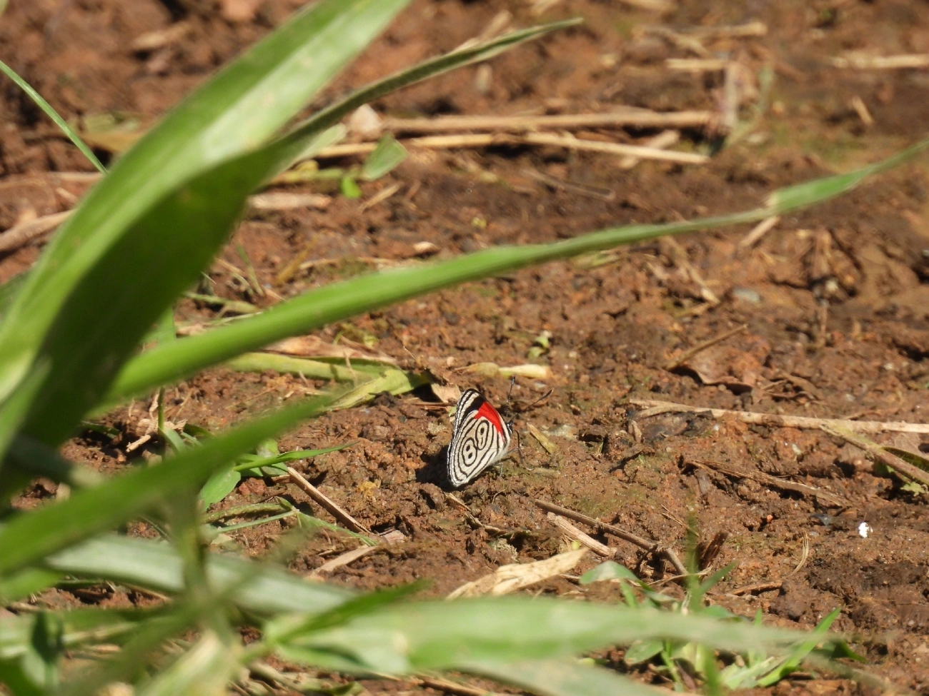 Borboleta-oitenta-e-oito (Diaethria clymena), insetos, fotografado em Bragança Paulista