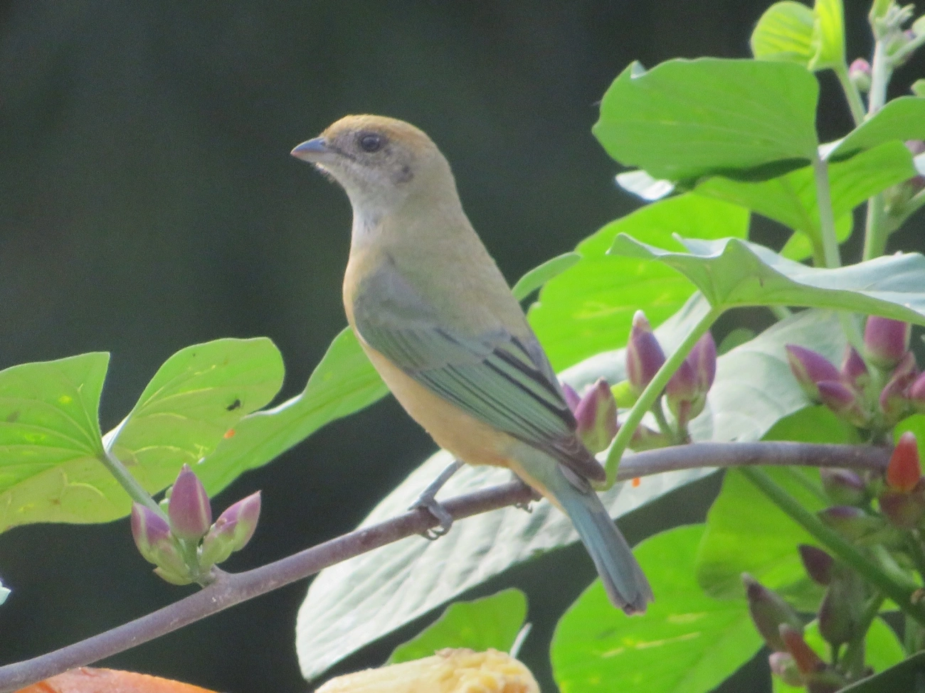 Saíra-amarela (Stilpnia cayana), aves, fotografado em Maresias, São Sebastião