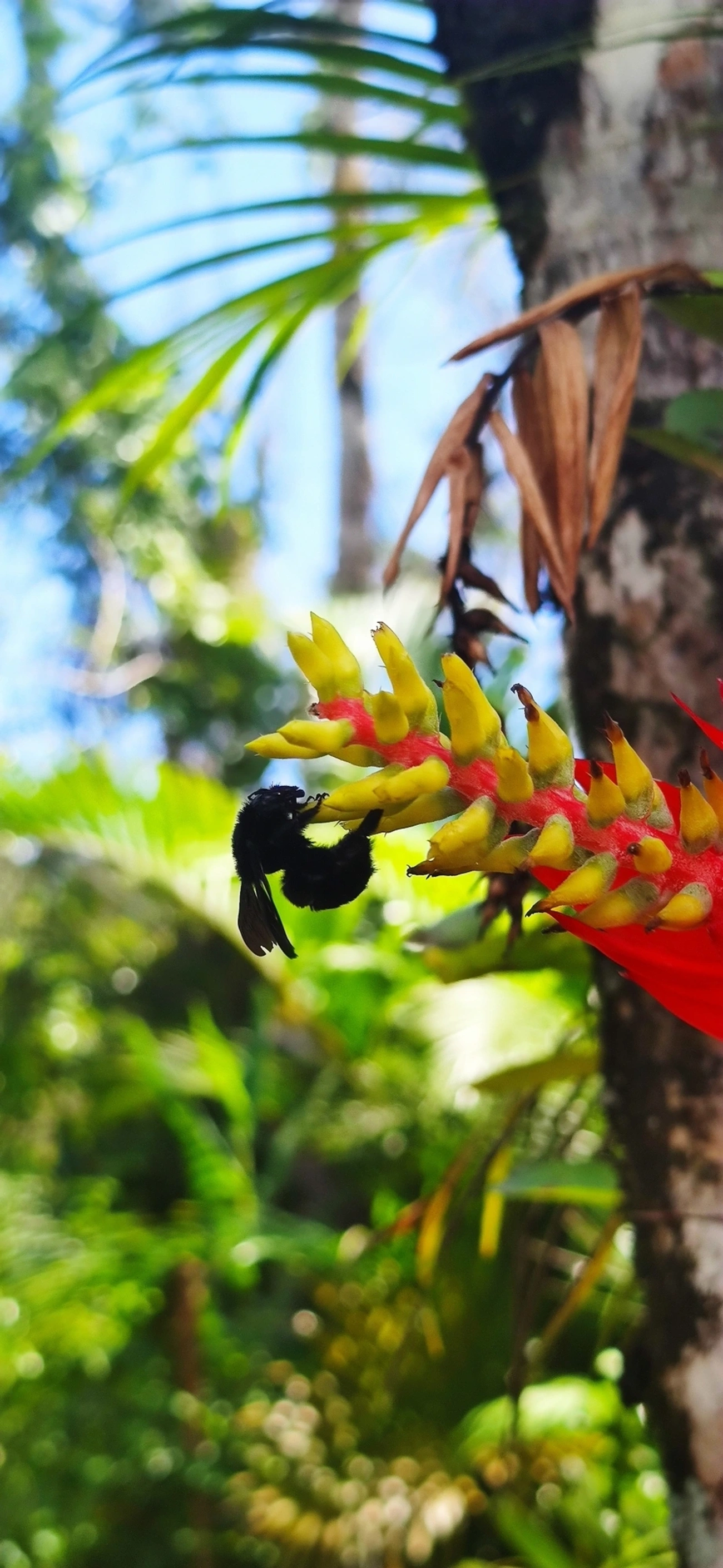 Thoracobombus, insetos, fotografado em Maresias, São Sebastião