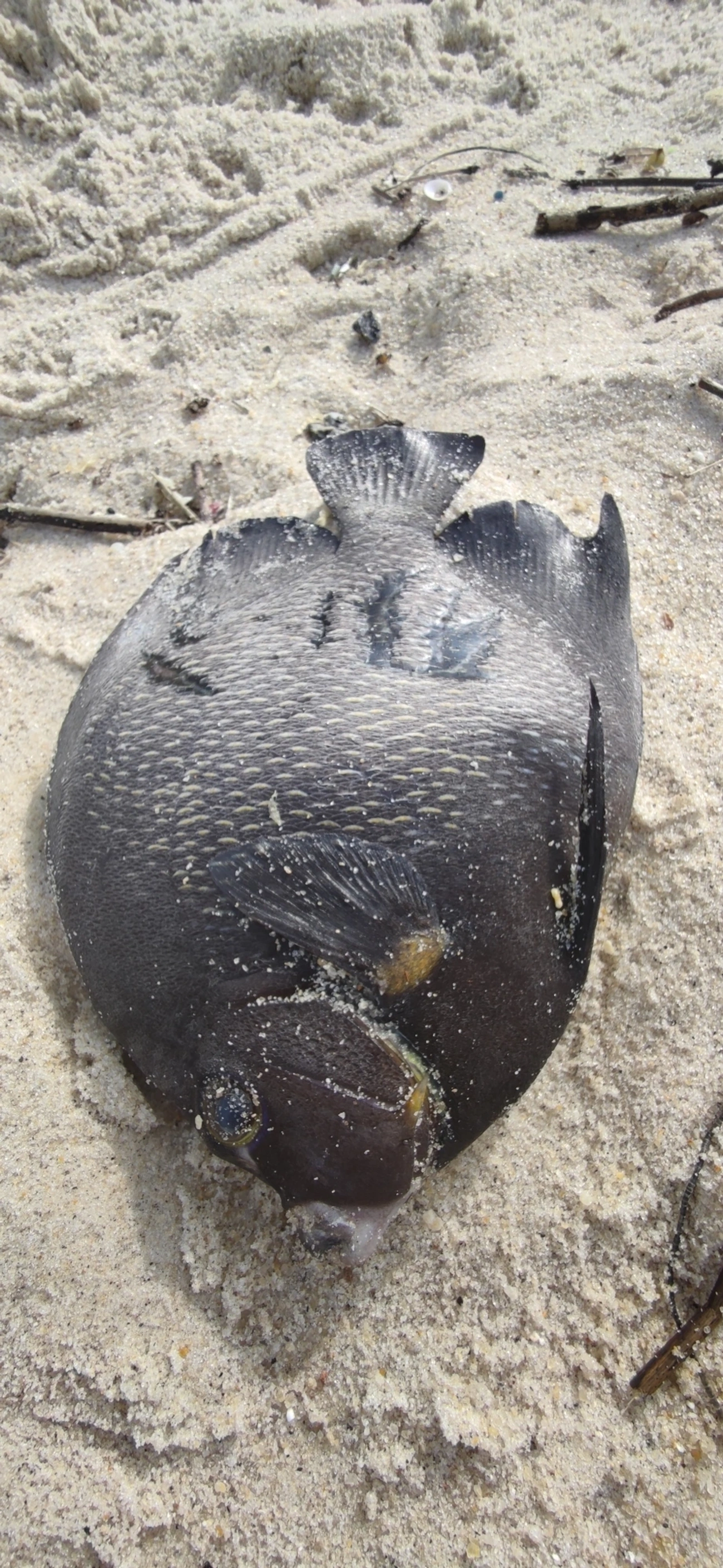 Frade (Pomacanthus paru), peixes, fotografado em Maresias, São Sebastião