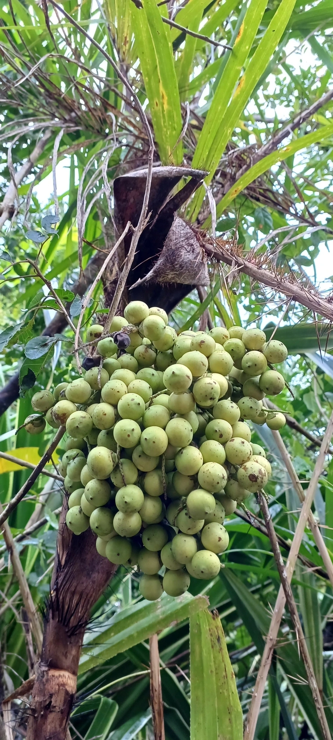 Bactridinae, plantas, fotografado em Maresias, São Sebastião