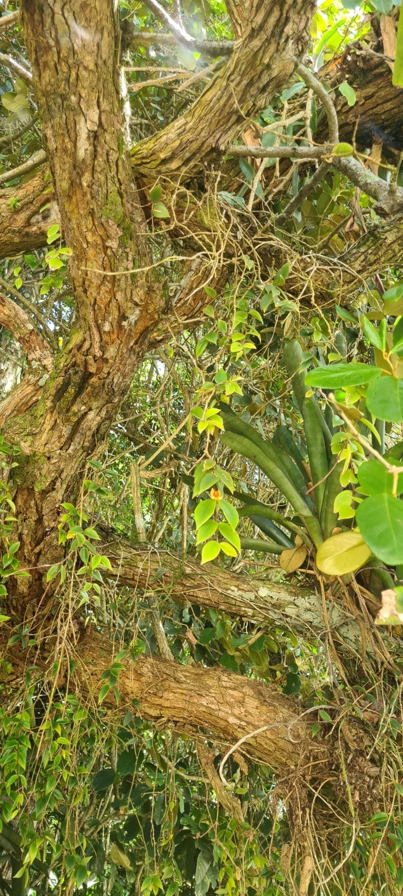 Codonanthe gracilis, plantas, fotografado em Maresias, São Sebastião