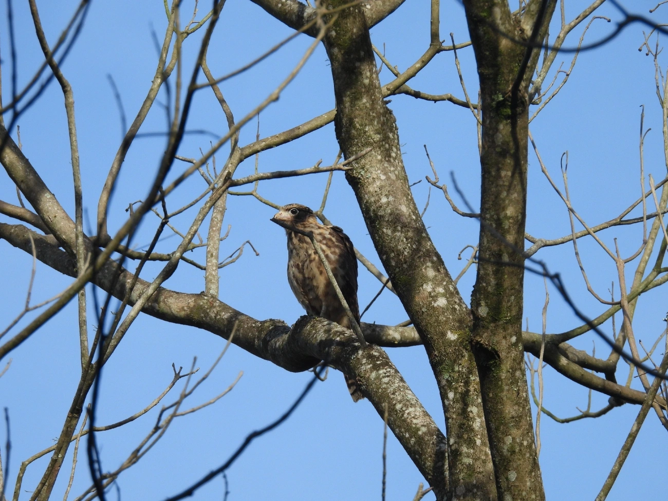 Carrapateiro (Daptrius chimachima), aves, fotografado em Queluz