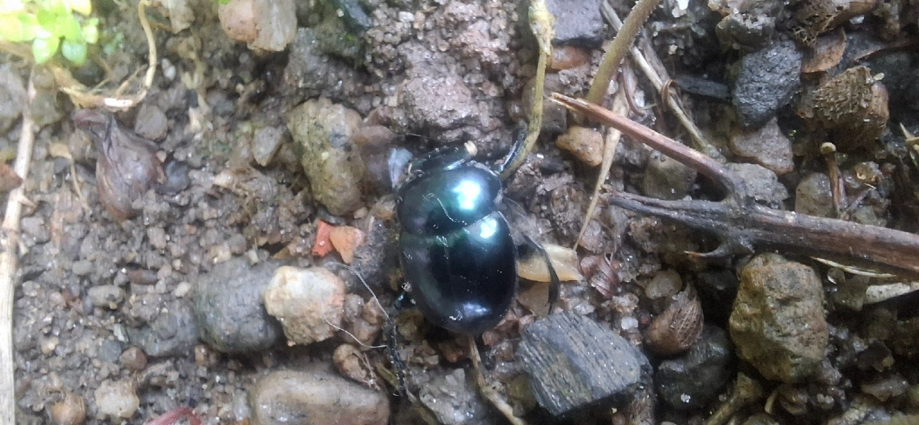 Besouros-Rola-Bosta (Scarabaeinae), insetos, fotografado em Maresias, São Sebastião