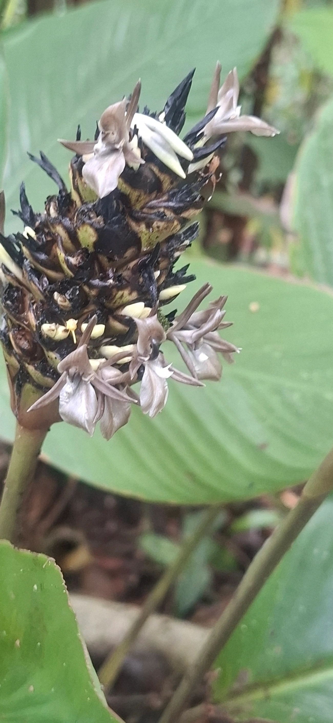Goeppertia, plantas, fotografado em Maresias, São Sebastião