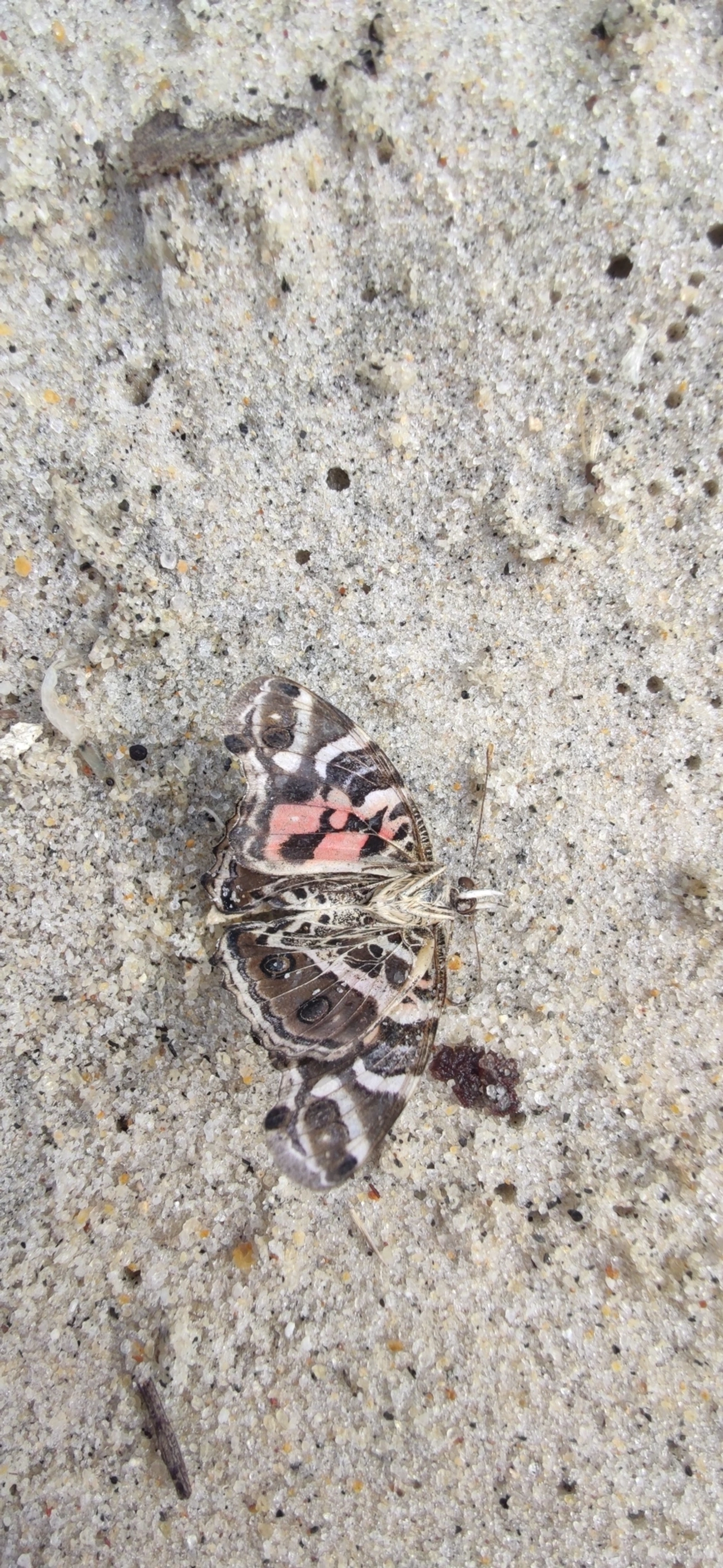 Dama-bandeada (Vanessa myrinna), insetos, fotografado em São Sebastião