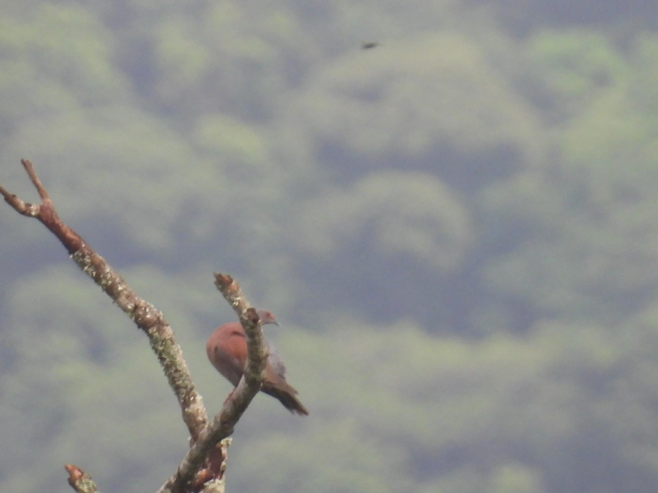 Pomba-galega (Patagioenas cayennensis), aves, fotografado em Maresias, São Sebastião