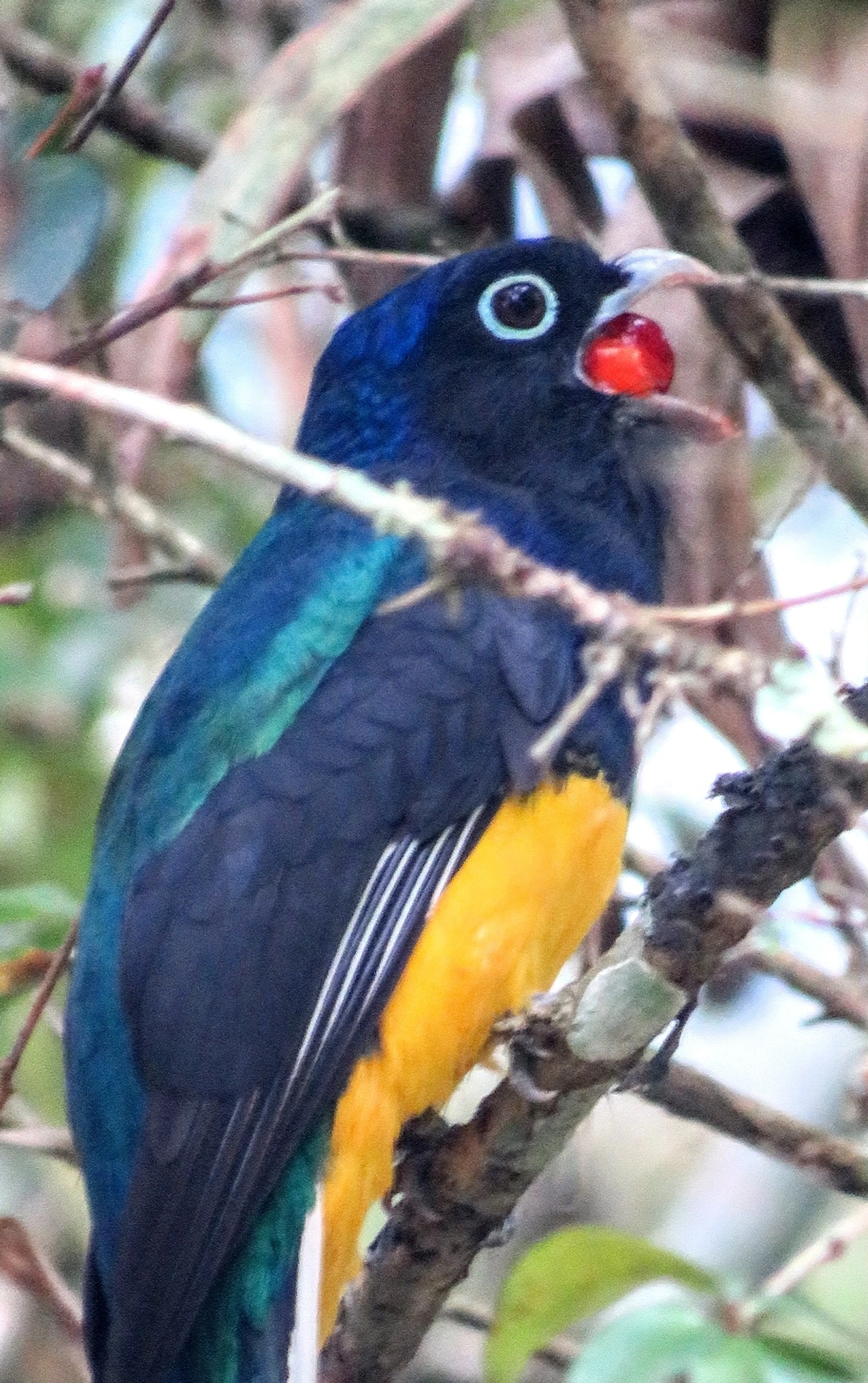 Surucuá-de-barriga-amarela (Trogon viridis), aves, fotografado em Maresias, São Sebastião