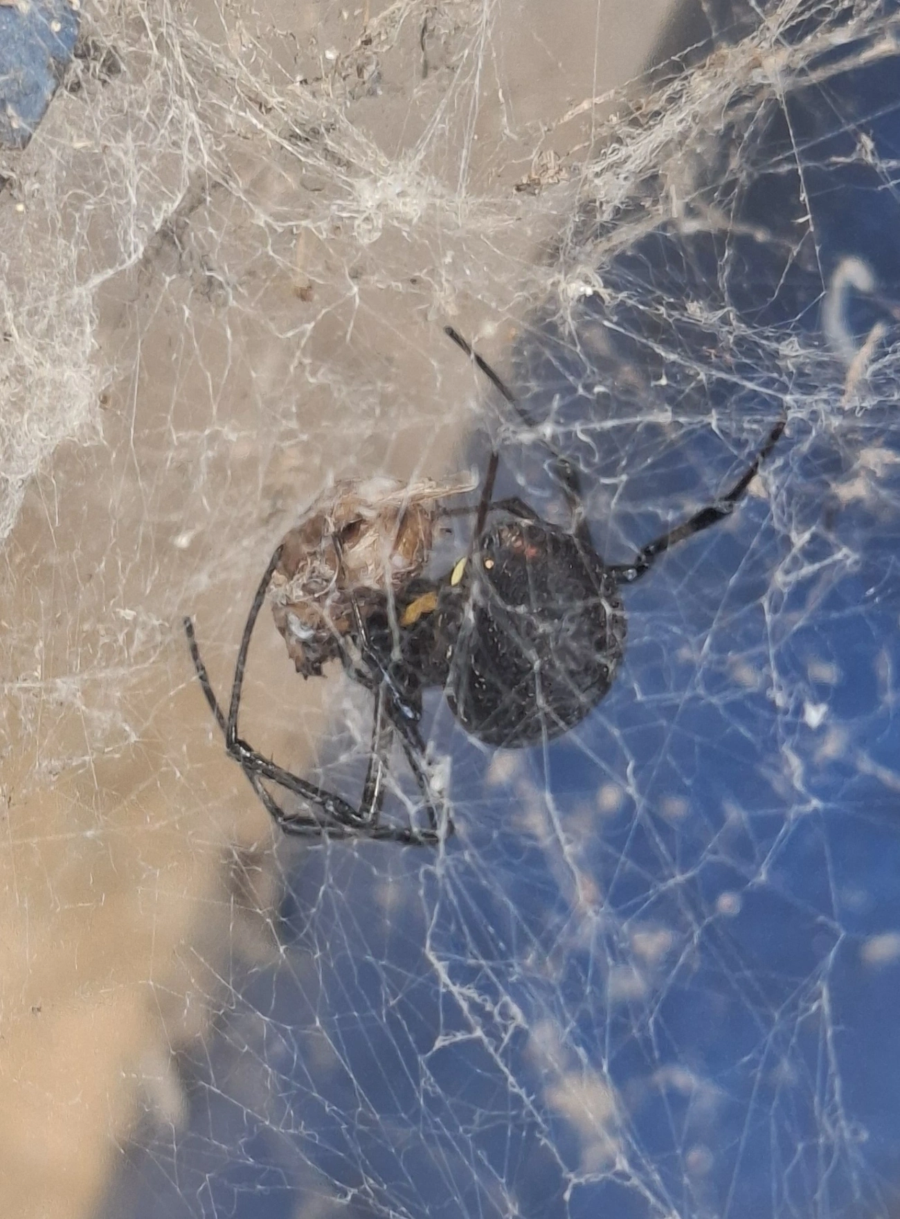Maria-bola (Nephilingis cruentata), aracnídeos, fotografado em Queluz