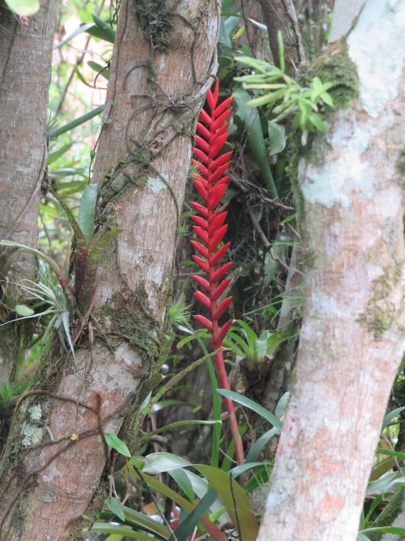 Gravatinha (Vriesea ensiformis), plantas, fotografado em Maresias, São Sebastião