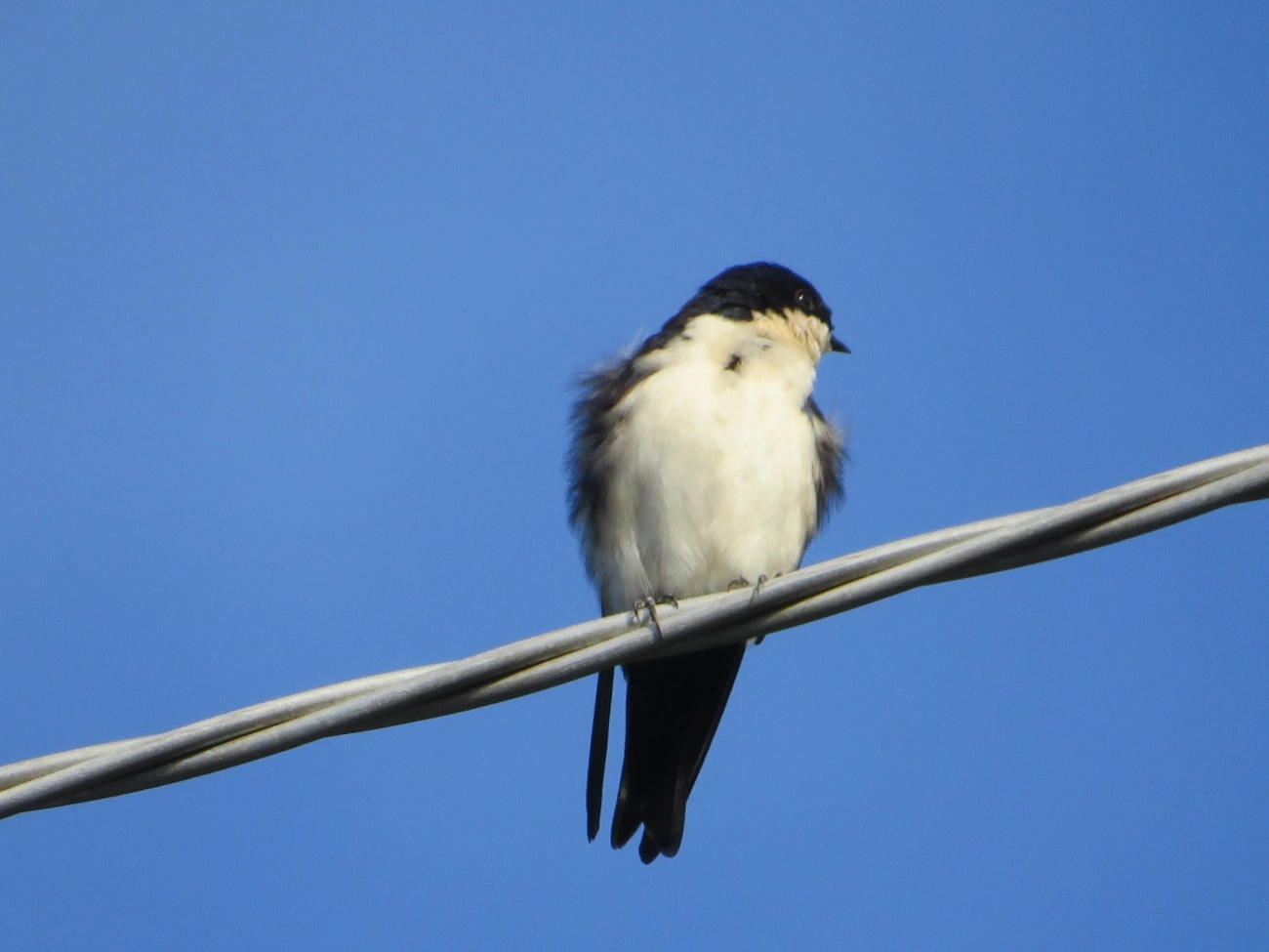 Andorinha-azul-e-branca (Pygochelidon cyanoleuca), aves, fotografado em Maresias, São Sebastião