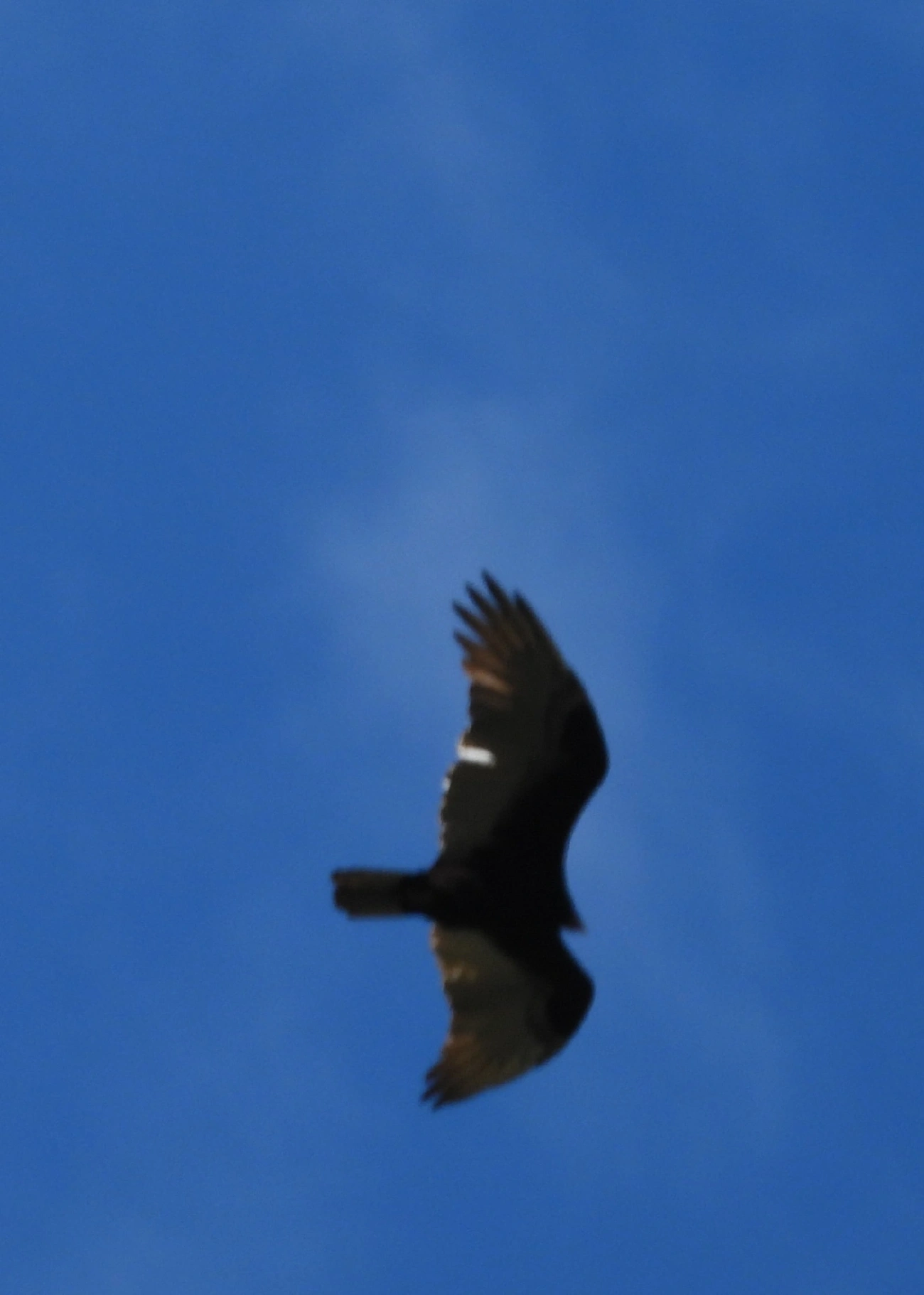 Urubu-de-cabeça-vermelha (Cathartes aura), aves, fotografado em Itamonte