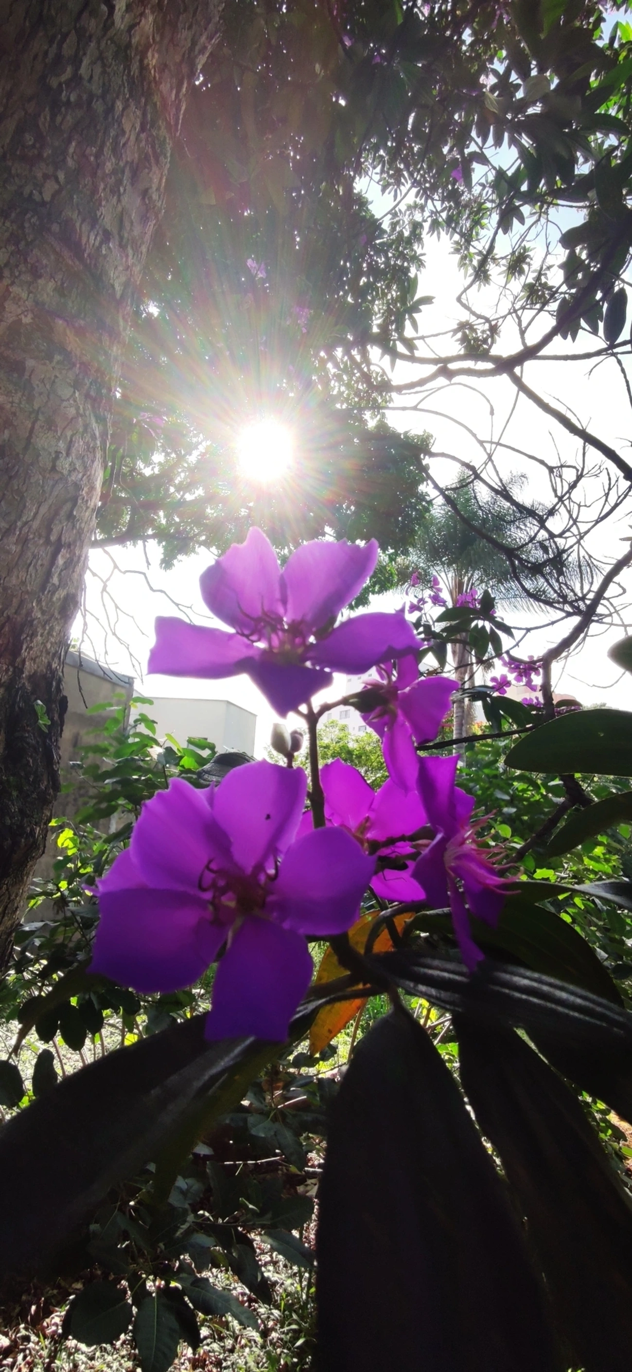 Quaresmeiras (Tibouchina), plantas, fotografado em Vila Santo Estevão, São Paulo