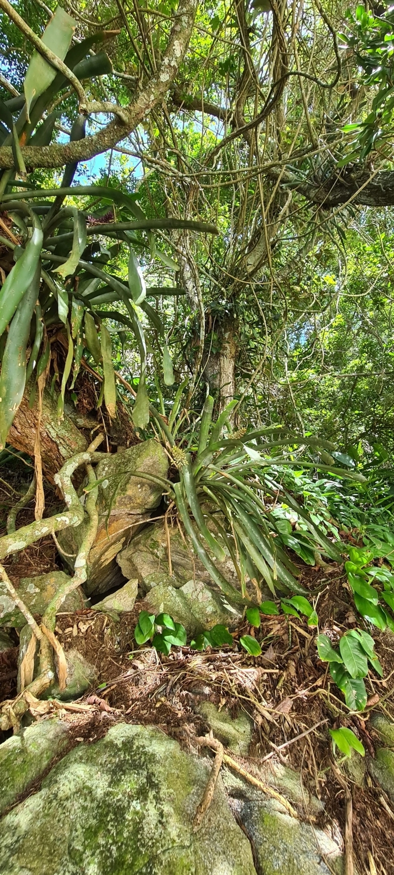 Gravata (Aechmea coelestis), plantas, fotografado em Maresias, São Sebastião