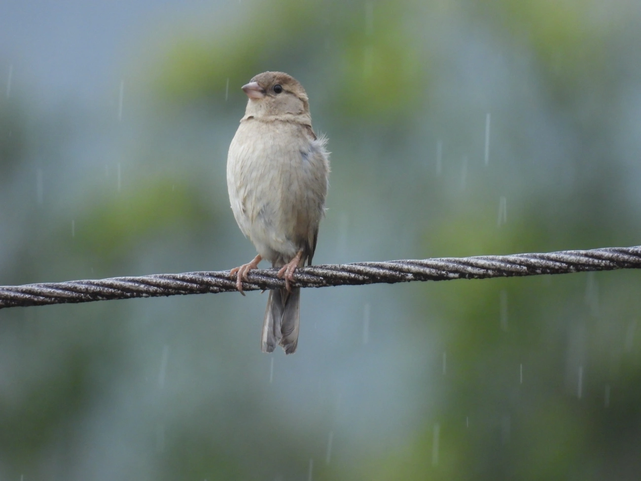 Pardal (Passer domesticus), aves, fotografado em Maresias, São Sebastião