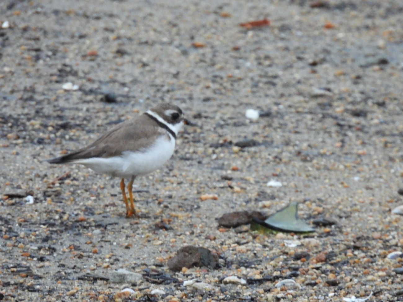 Batuíra-de-bando (Charadrius semipalmatus), aves, fotografado em Patitiba, Paraty