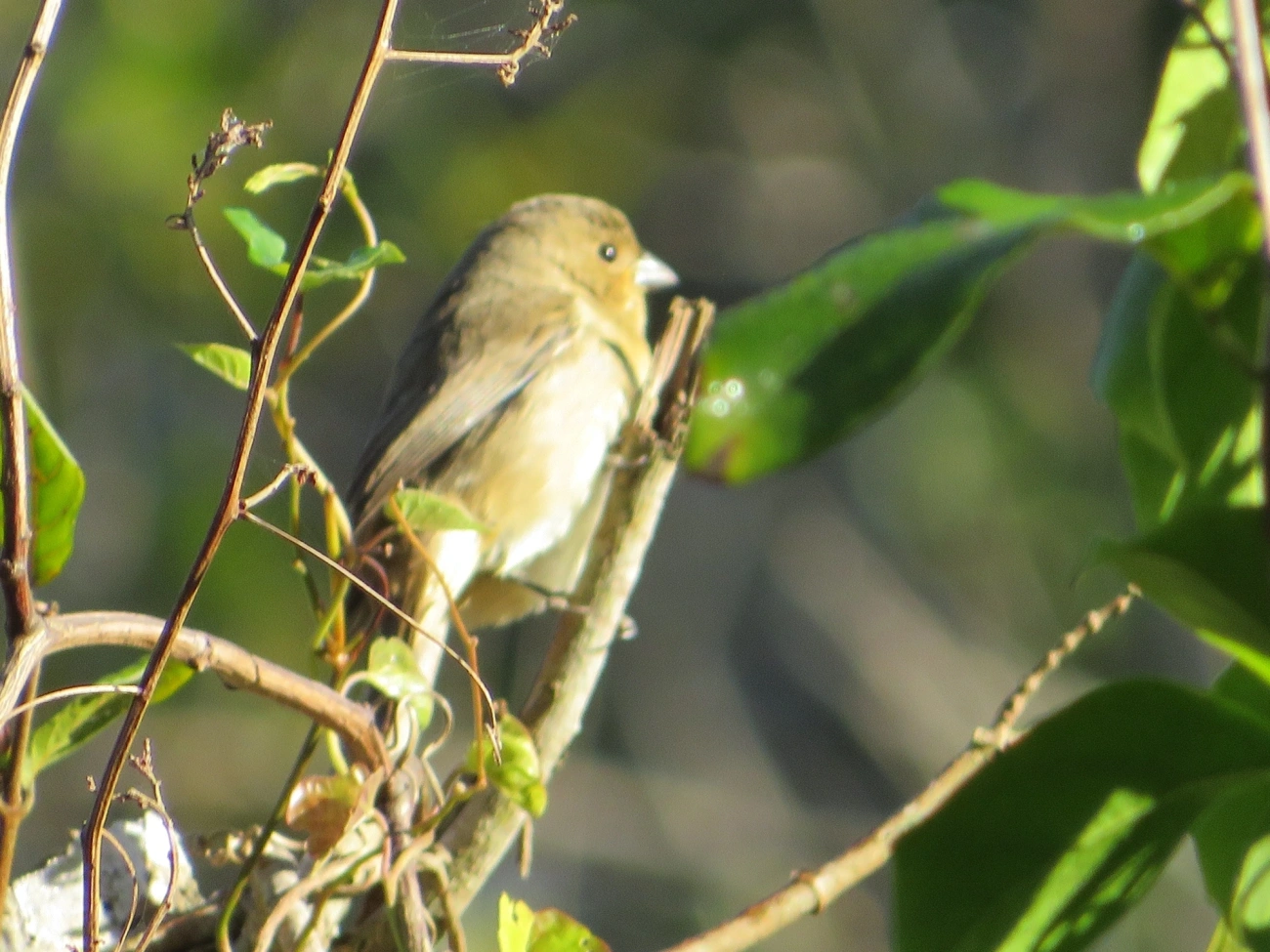 Caboclinhos e Papa-capins (Sporophila), aves, fotografado em Maresias, São Sebastião