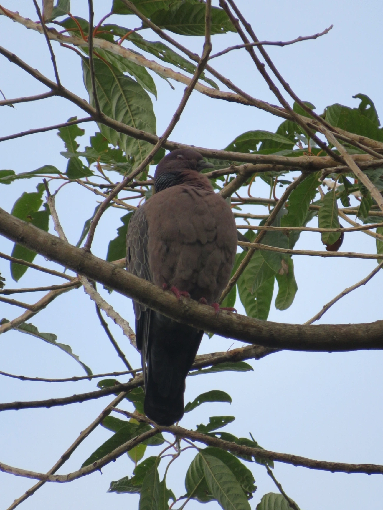 Asa-branca (Patagioenas picazuro), aves, fotografado em Maresias, São Sebastião