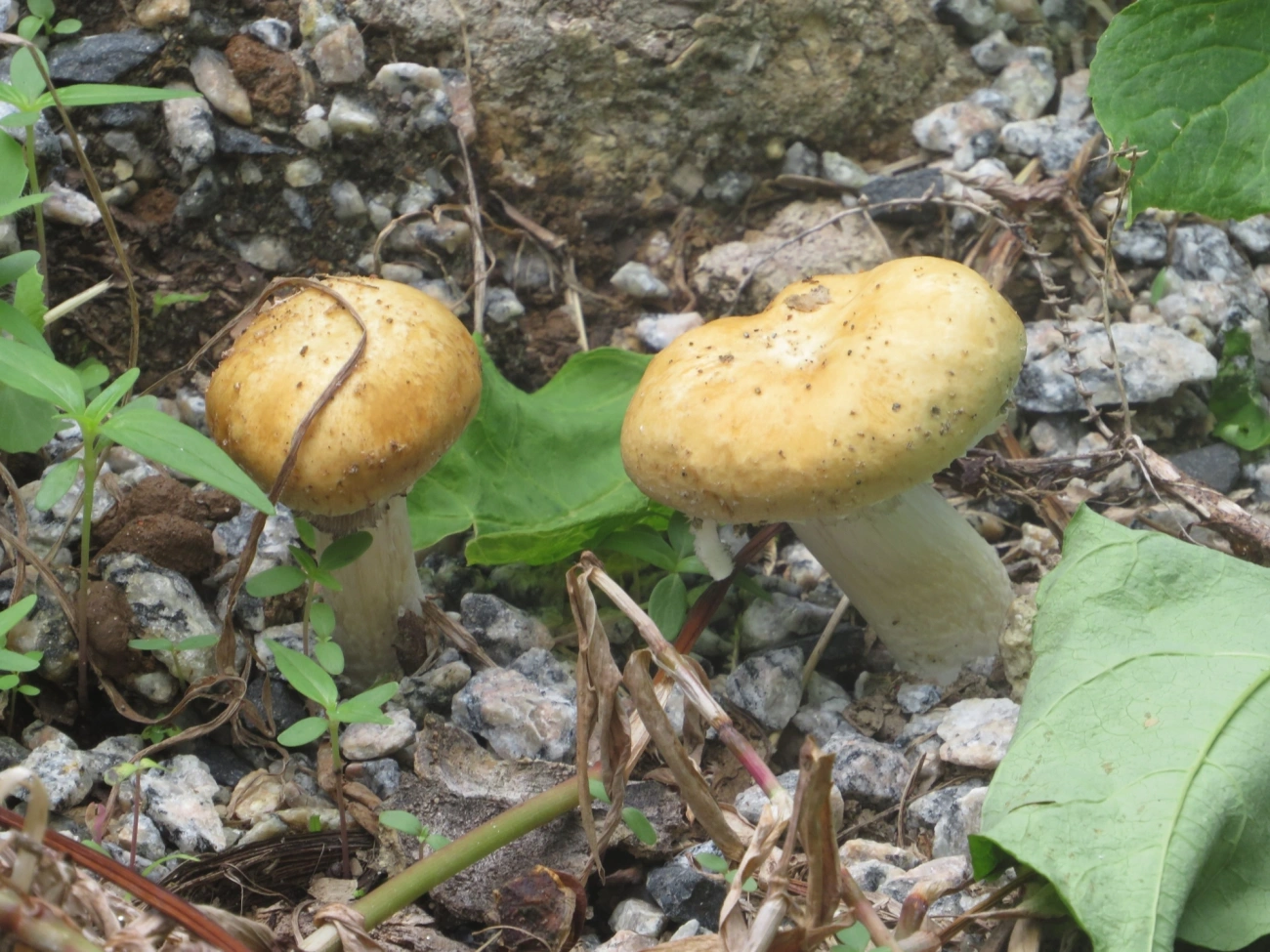 Cogumelos Lamelados (Agaricales), fungos, fotografado em Maresias, São Sebastião