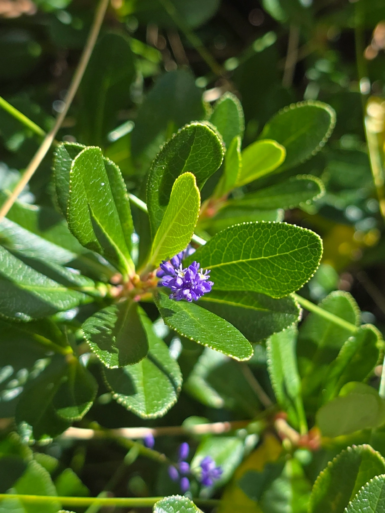 Dicotiledóneas (Magnoliopsida), plantas, fotografado em Engenheiro Passos