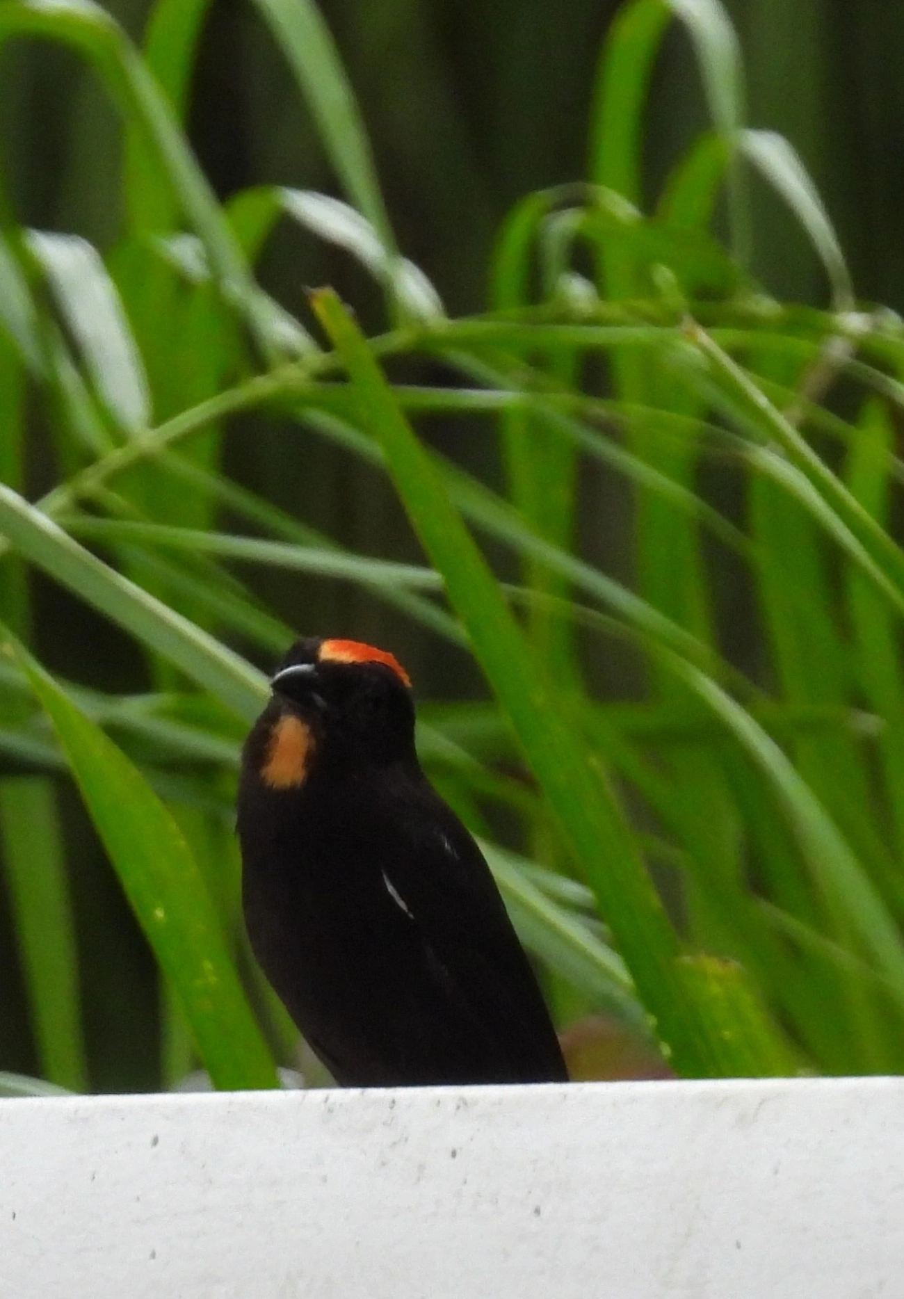 Tiê-galo (Loriotus cristatus), aves, fotografado em Maresias, São Sebastião
